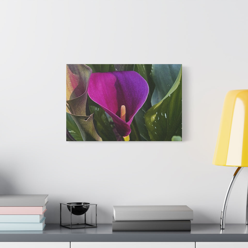 Purple Calla Lily Canvas Print