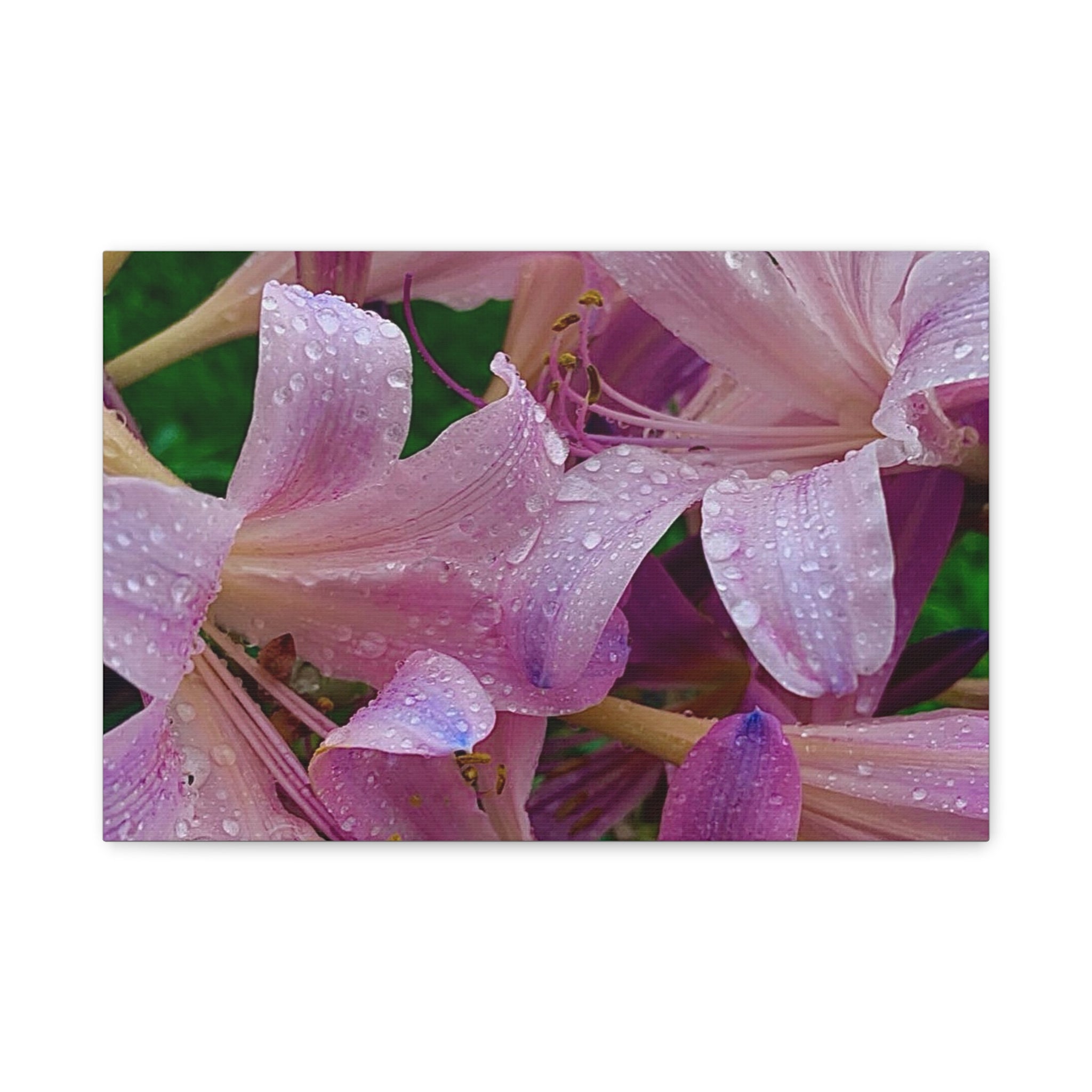 Rainy Pink Lilies Canvas Print