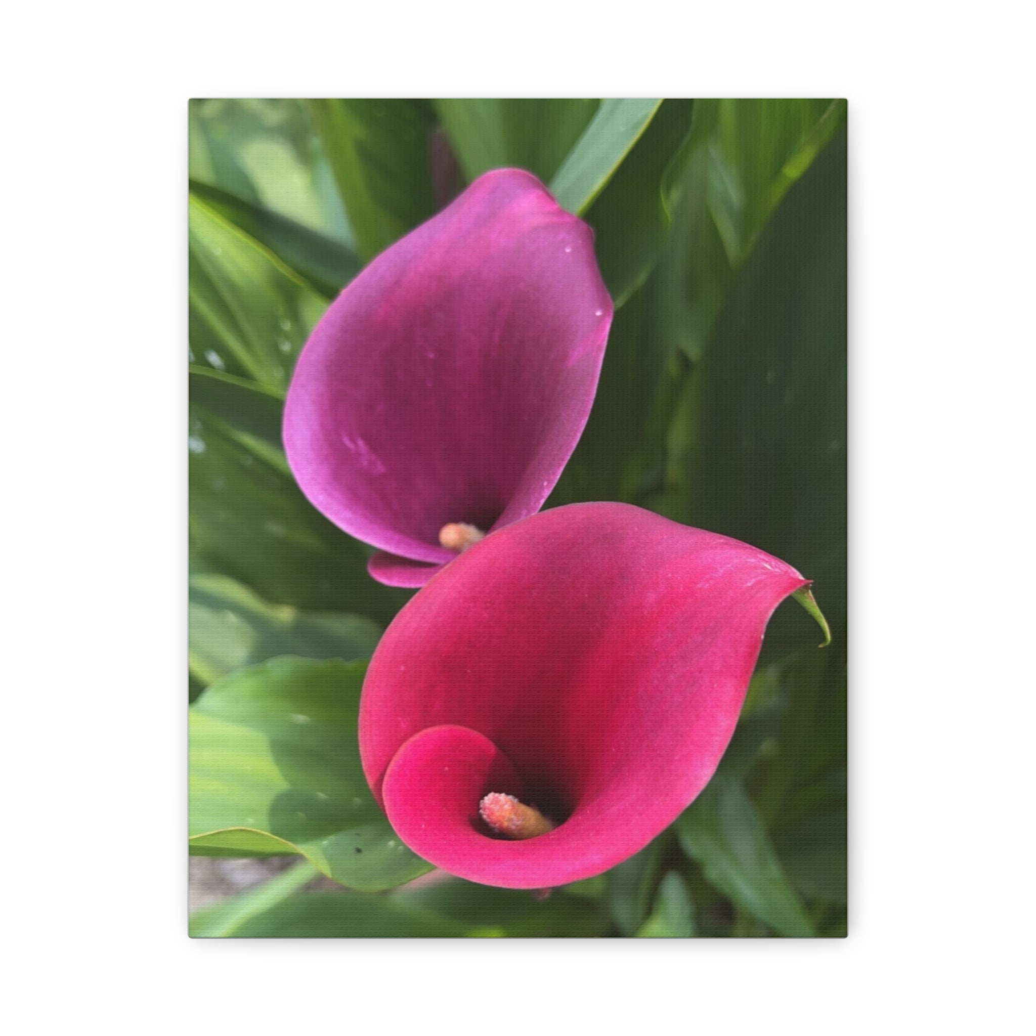 Two Pink Calla Lilies Canvas Print