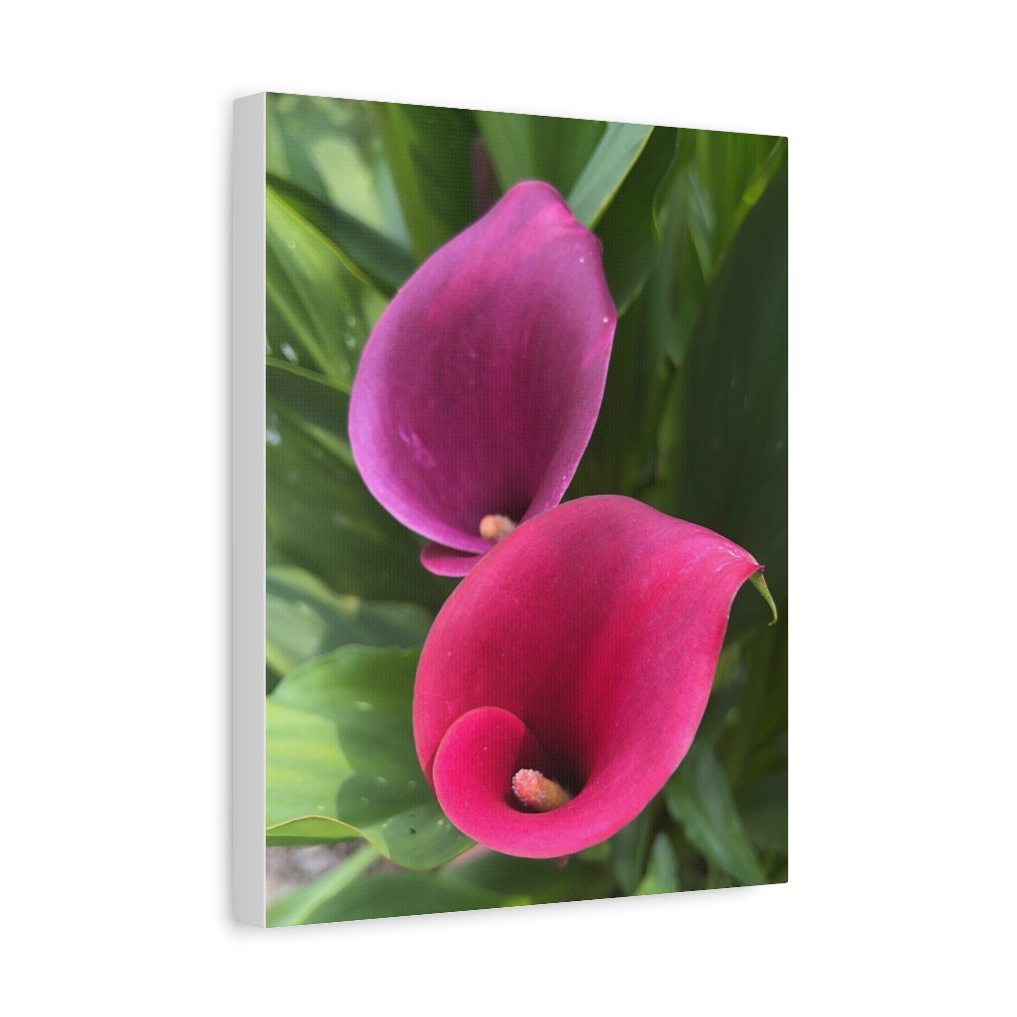 Two Pink Calla Lilies Canvas Print
