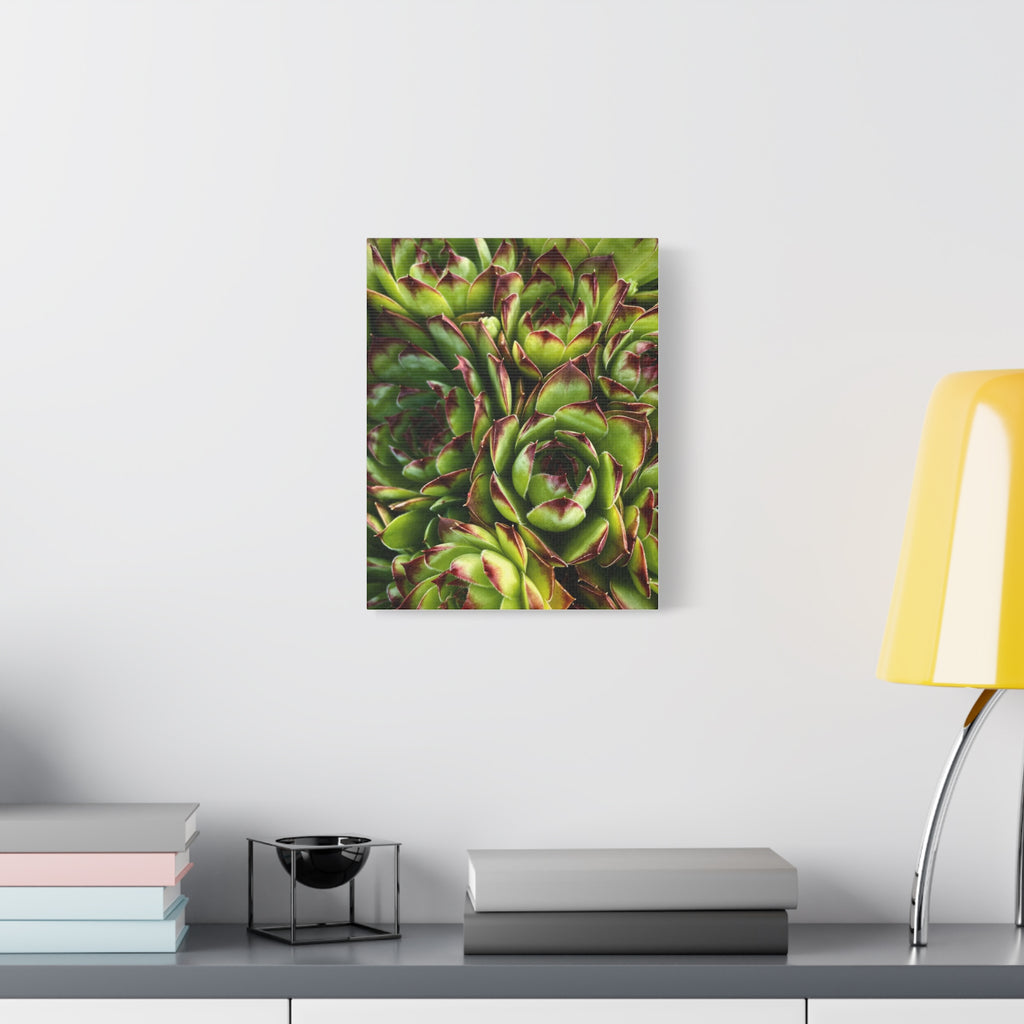Succulent Garden Canvas Print