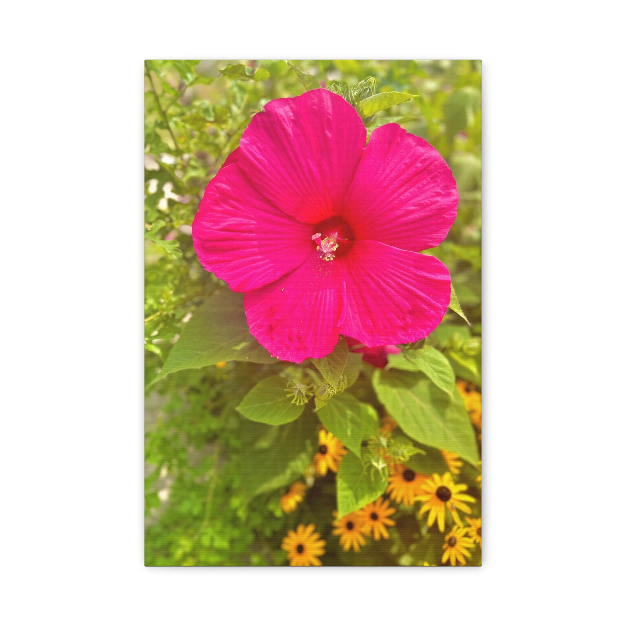 Hot Pink Hibiscus Canvas Print