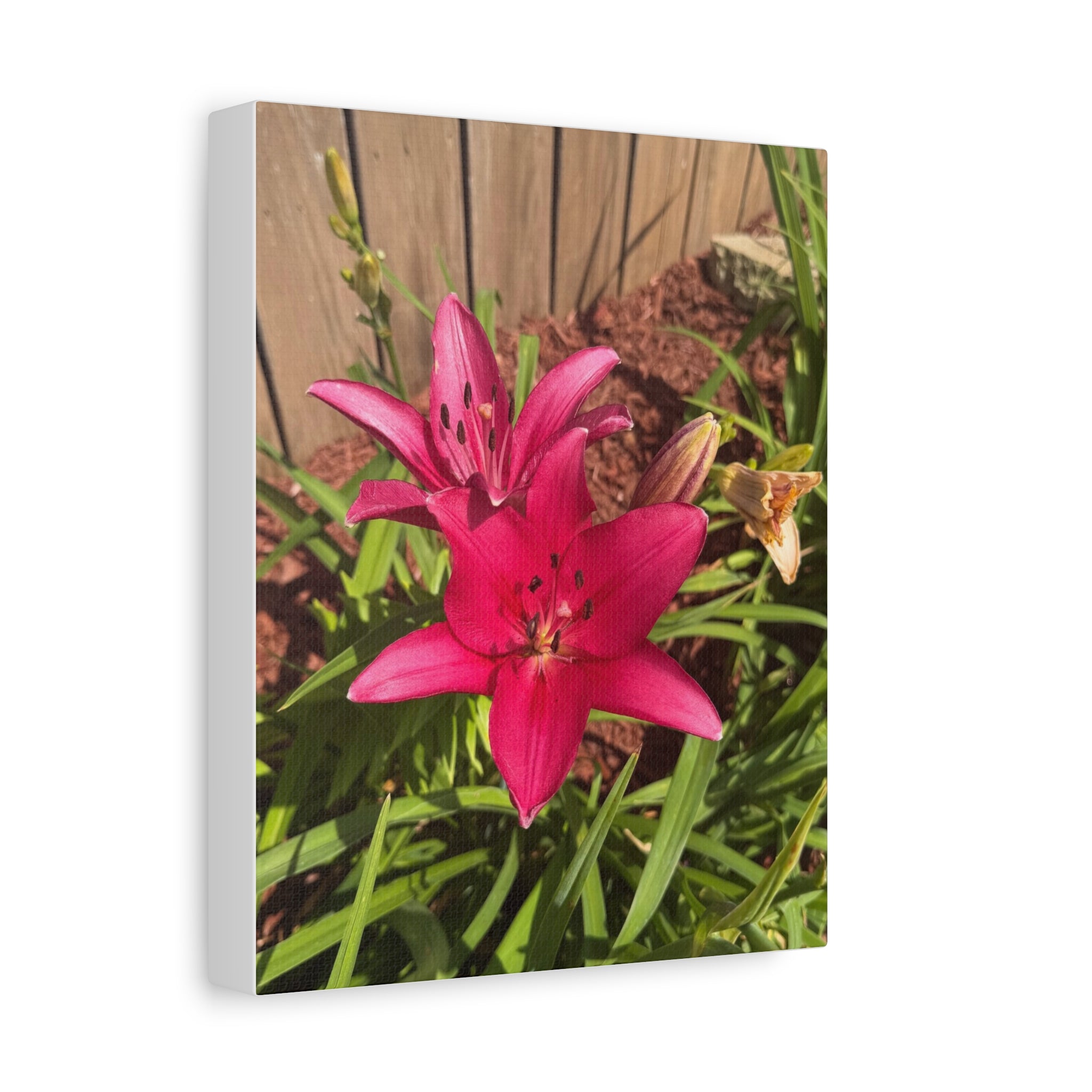 Pink Asiatic Lily Canvas Print