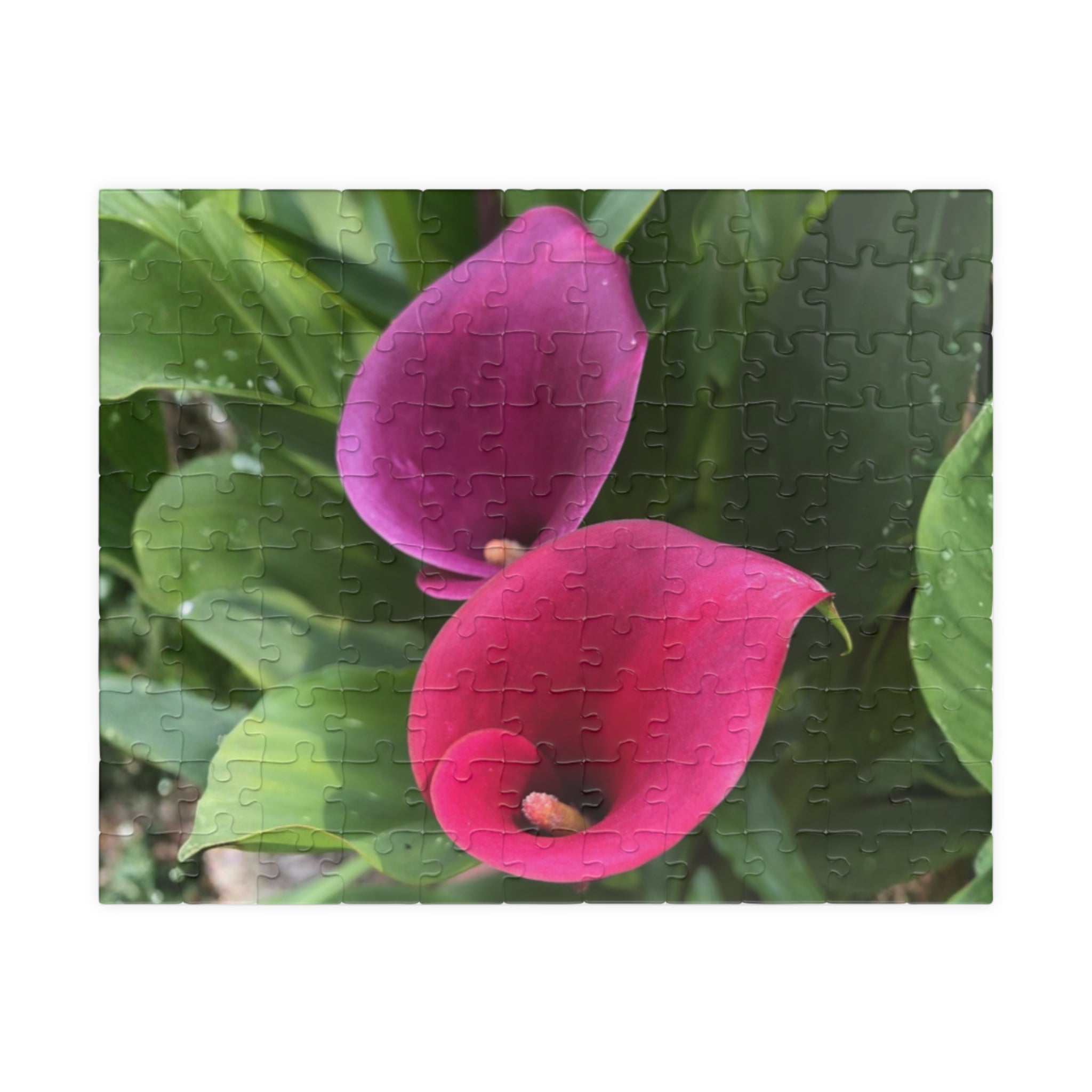 Two Pink Calla Lilies Jigsaw Puzzle