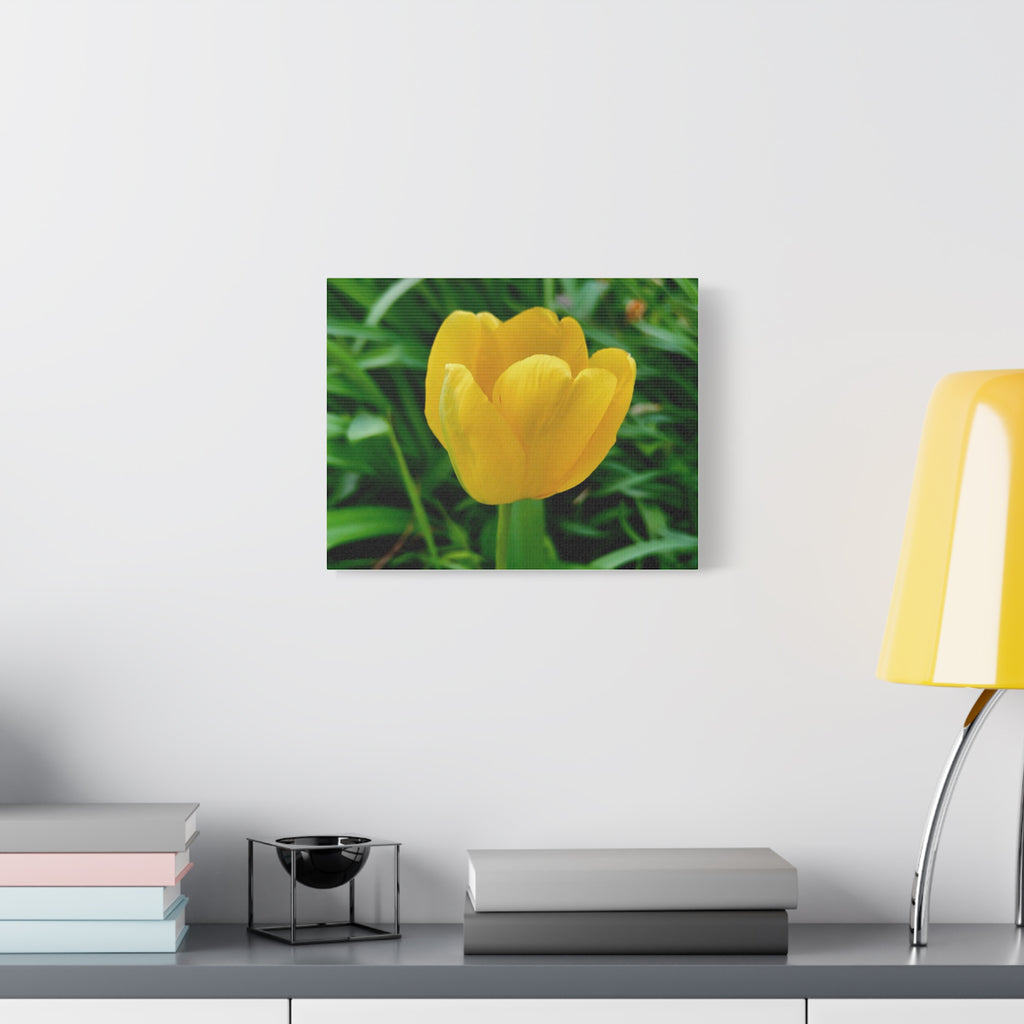 Yellow Tulip Canvas Print