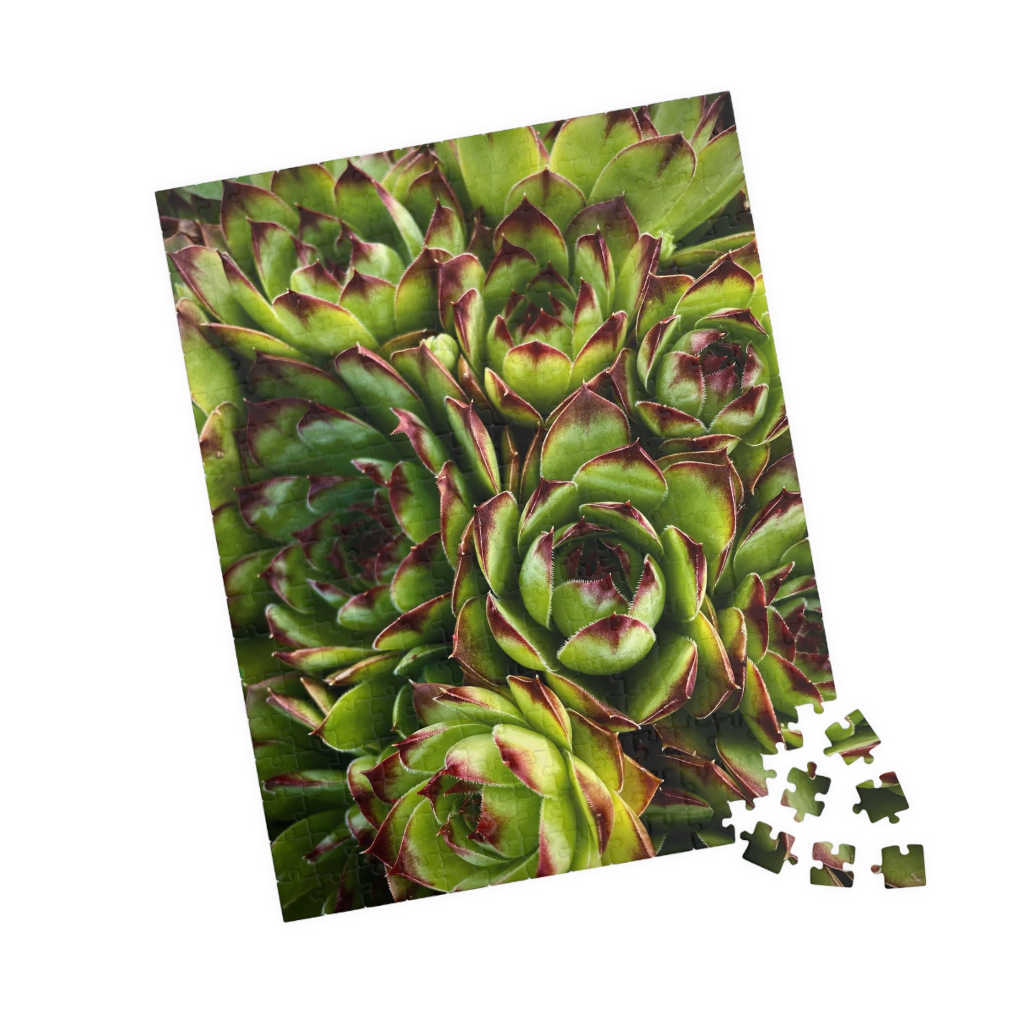 Succulent Garden Jigsaw Puzzle