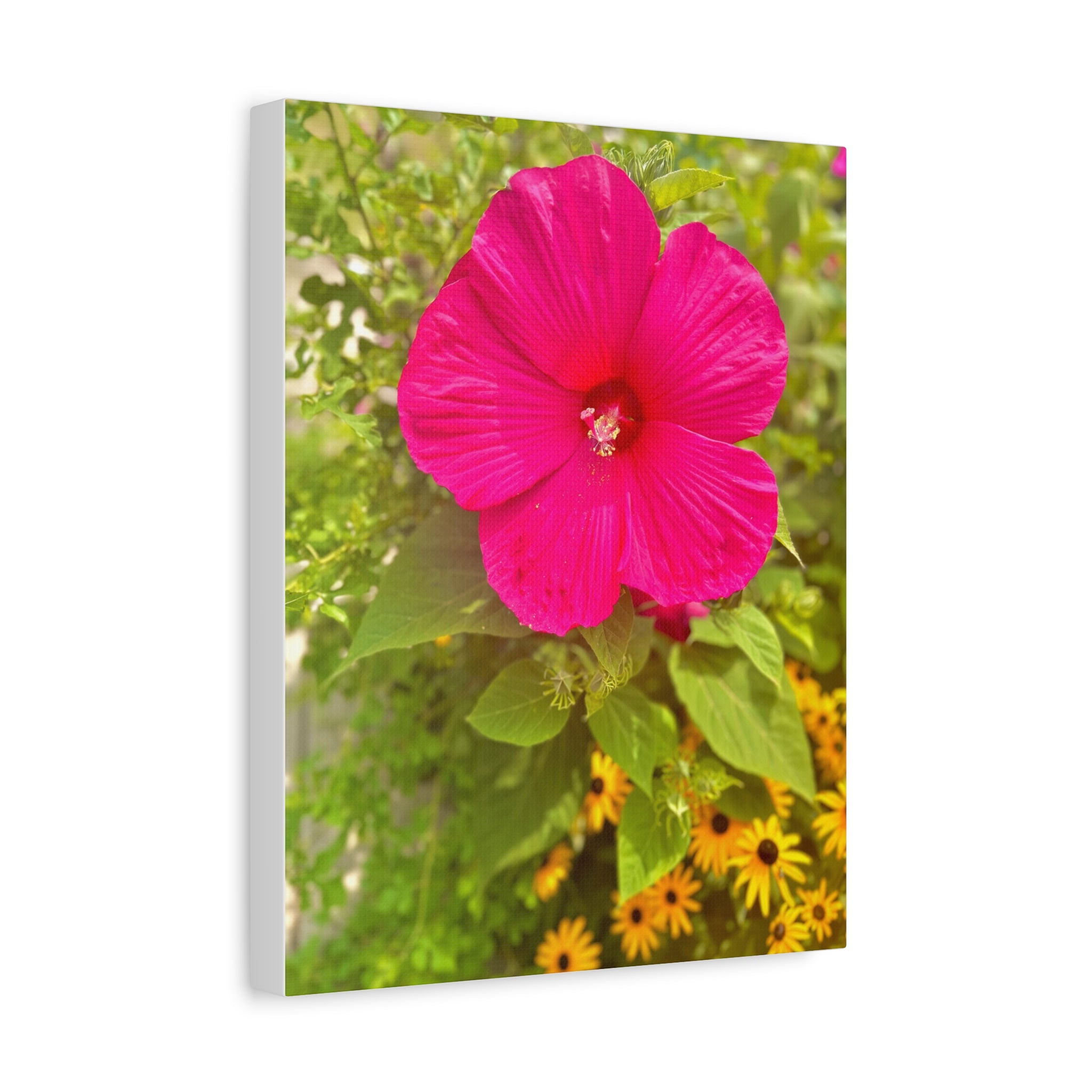 Hot Pink Hibiscus Canvas Print