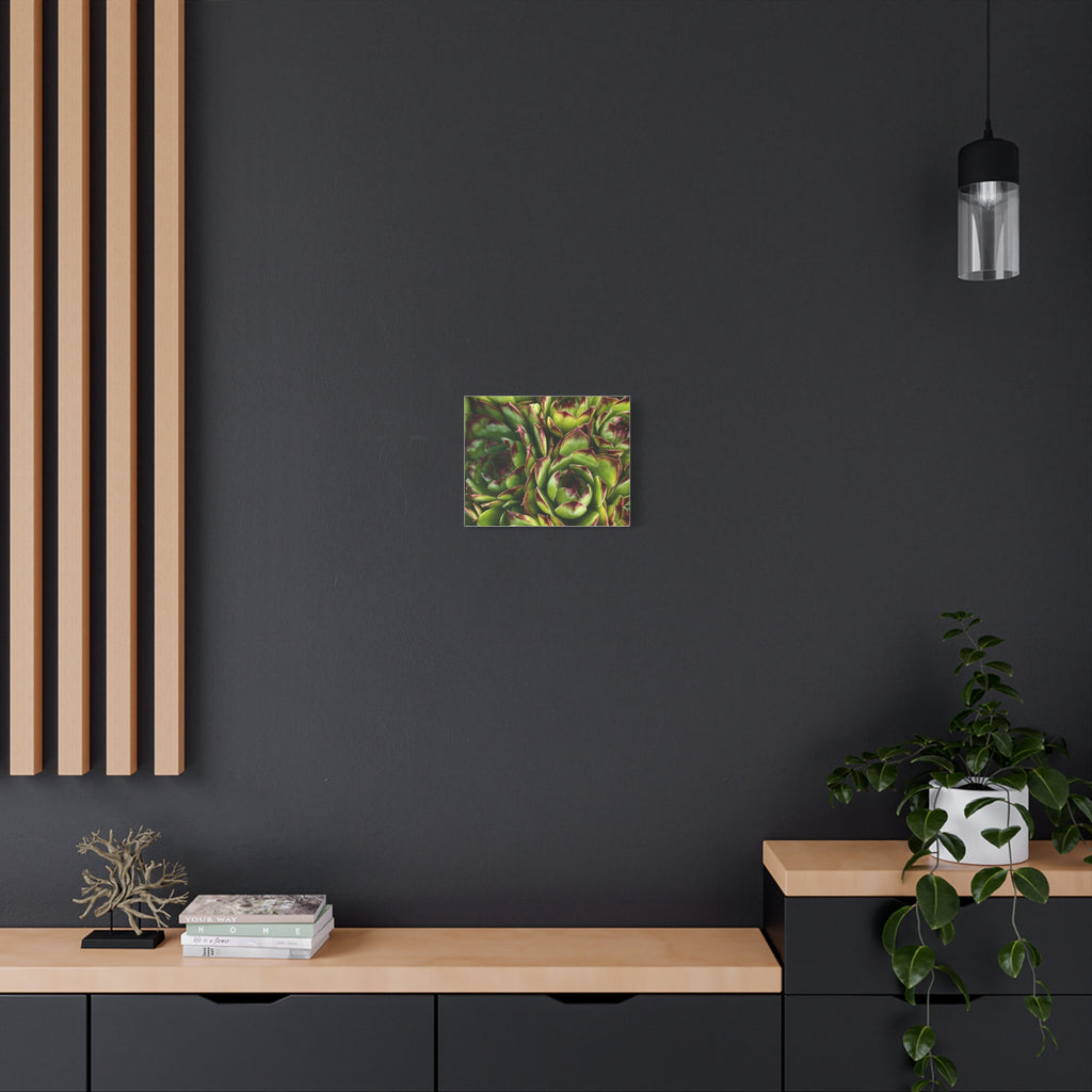 Succulent Garden Canvas Print