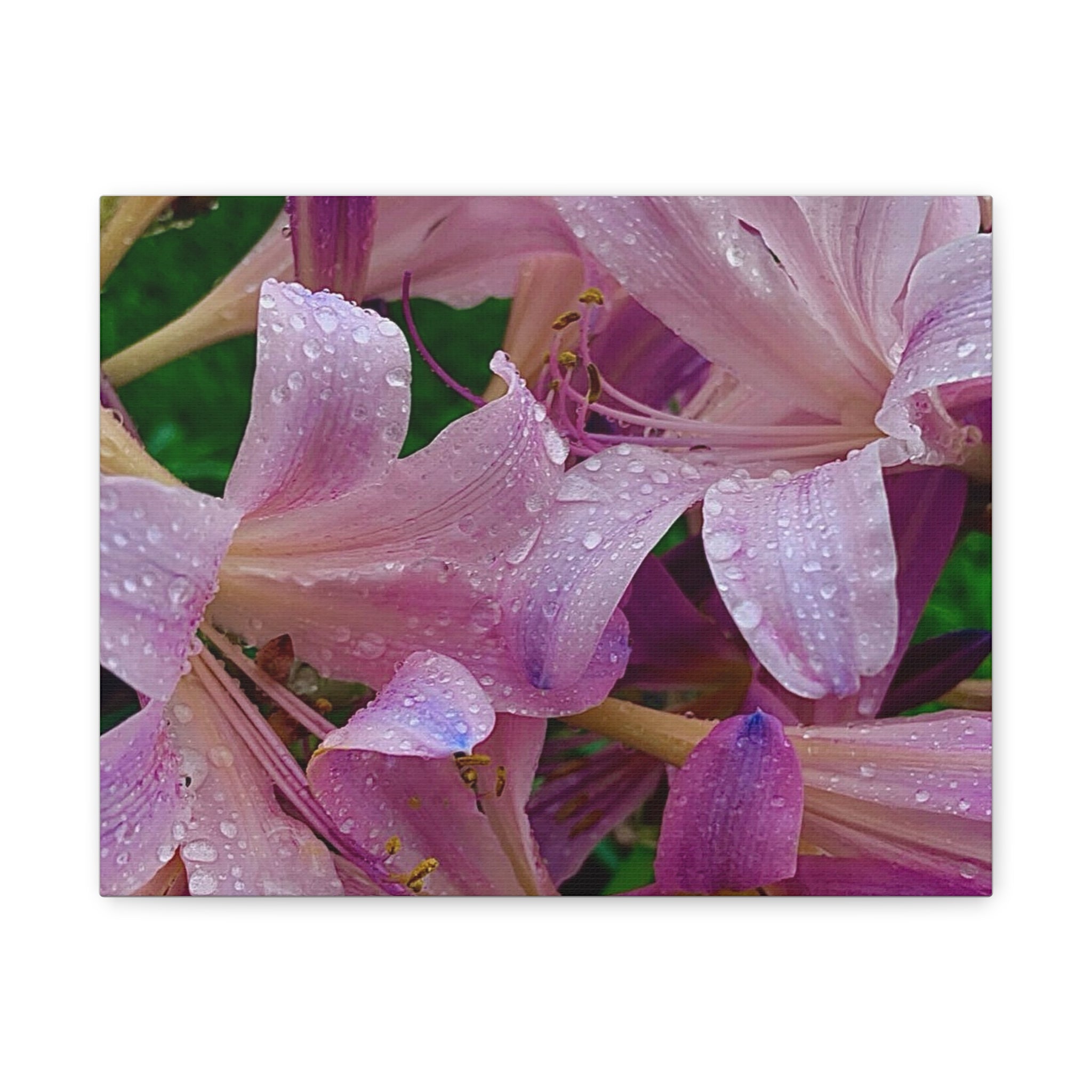 Rainy Pink Lilies Canvas Print