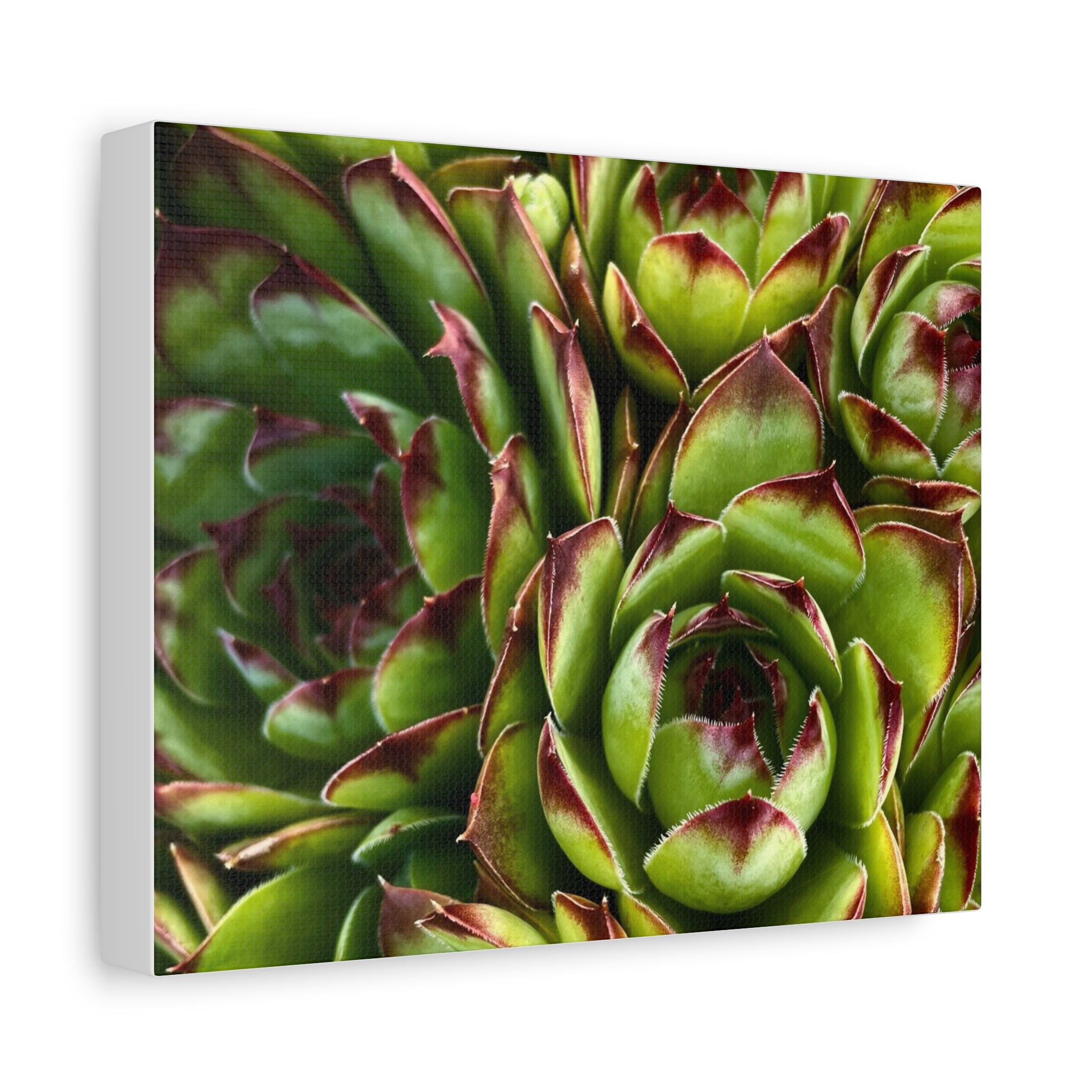 Succulent Garden Canvas Print