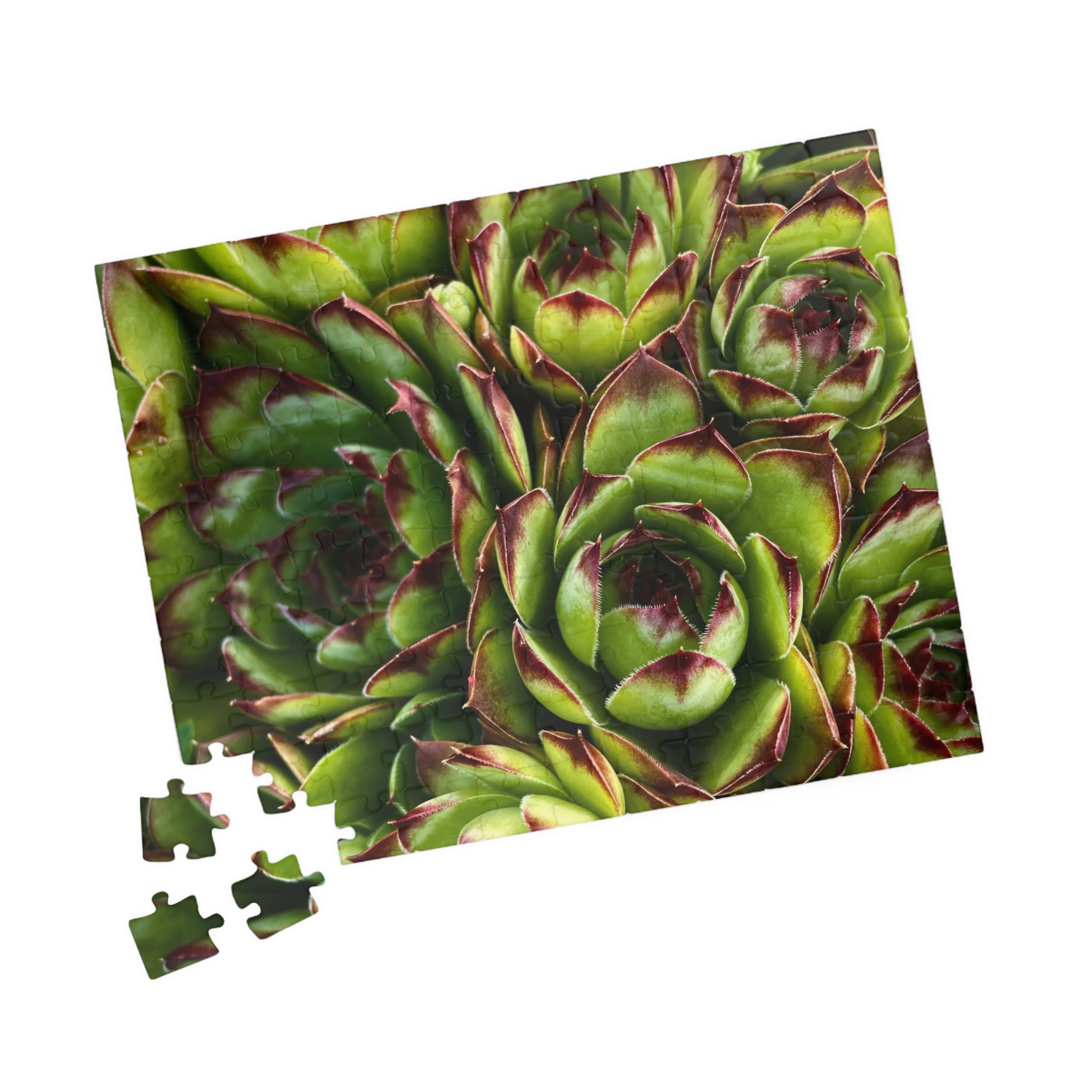 Succulent Garden Jigsaw Puzzle