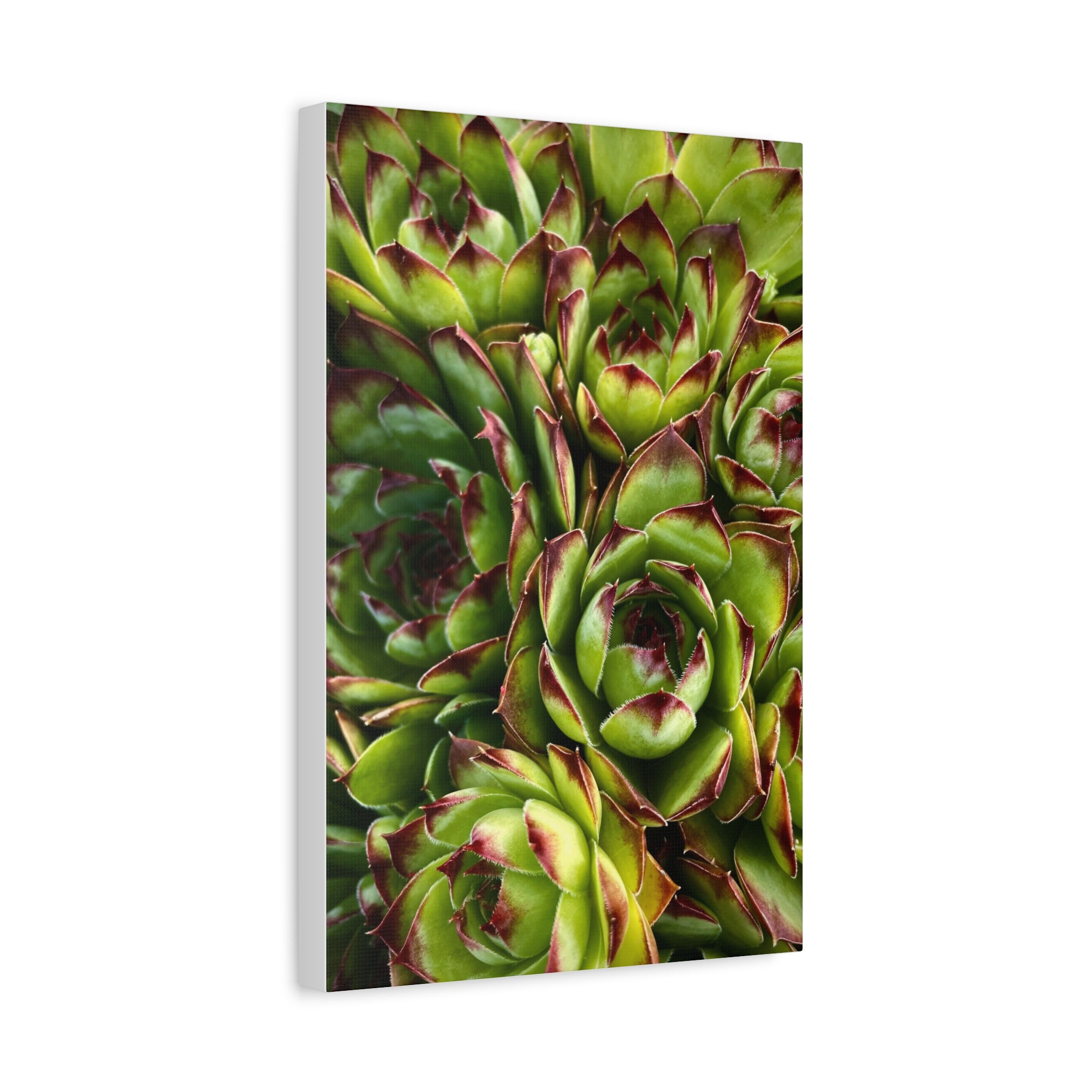 Succulent Garden Canvas Print