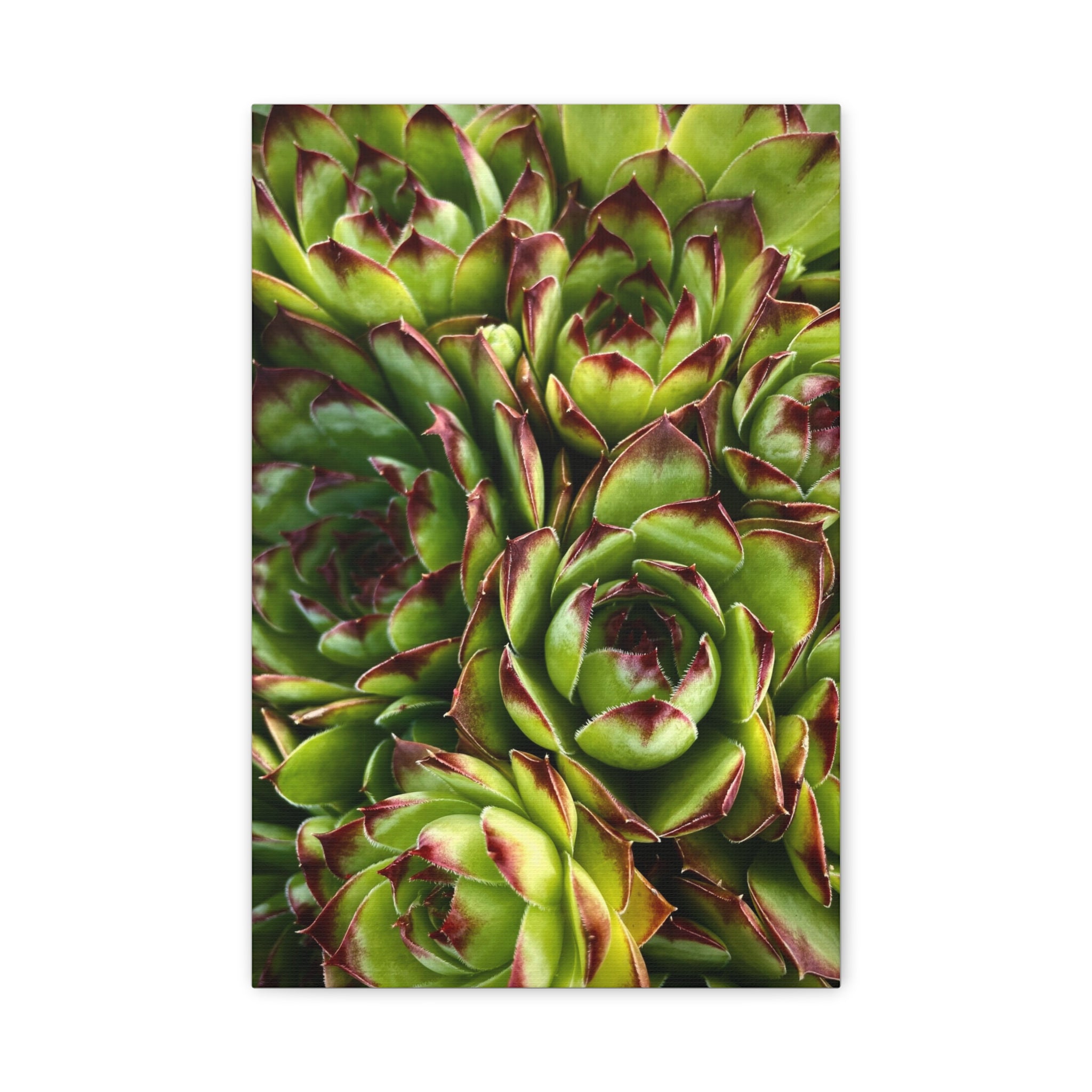 Succulent Garden Canvas Print