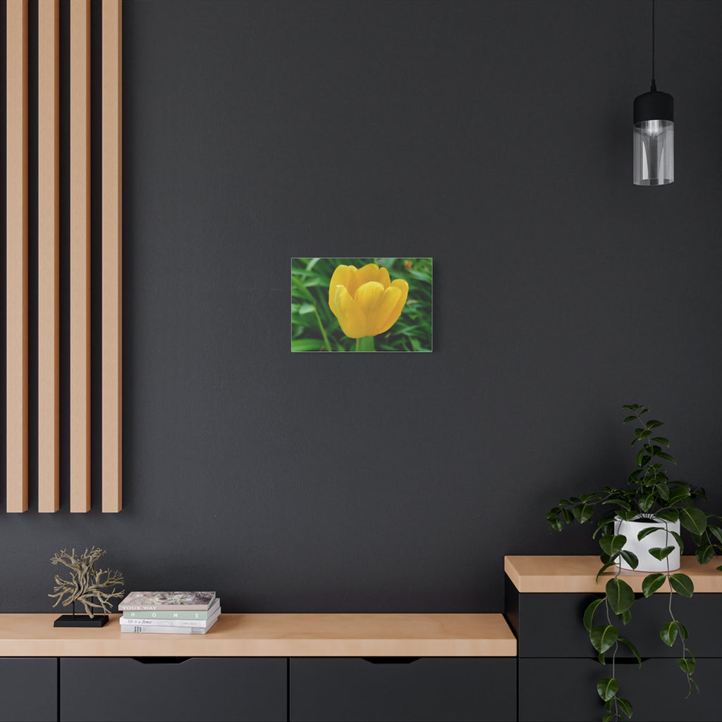 Yellow Tulip Canvas Print