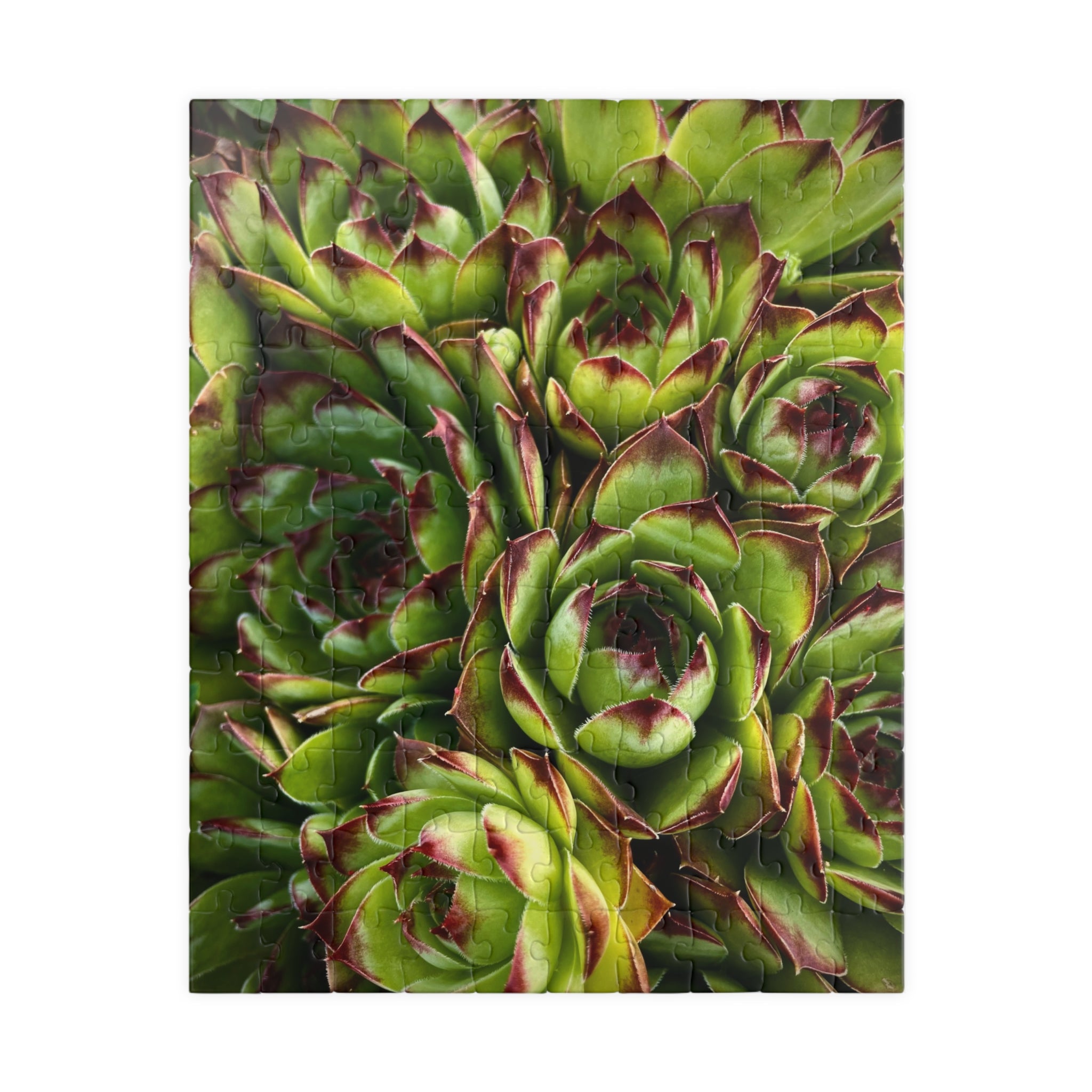 Succulent Garden Jigsaw Puzzle