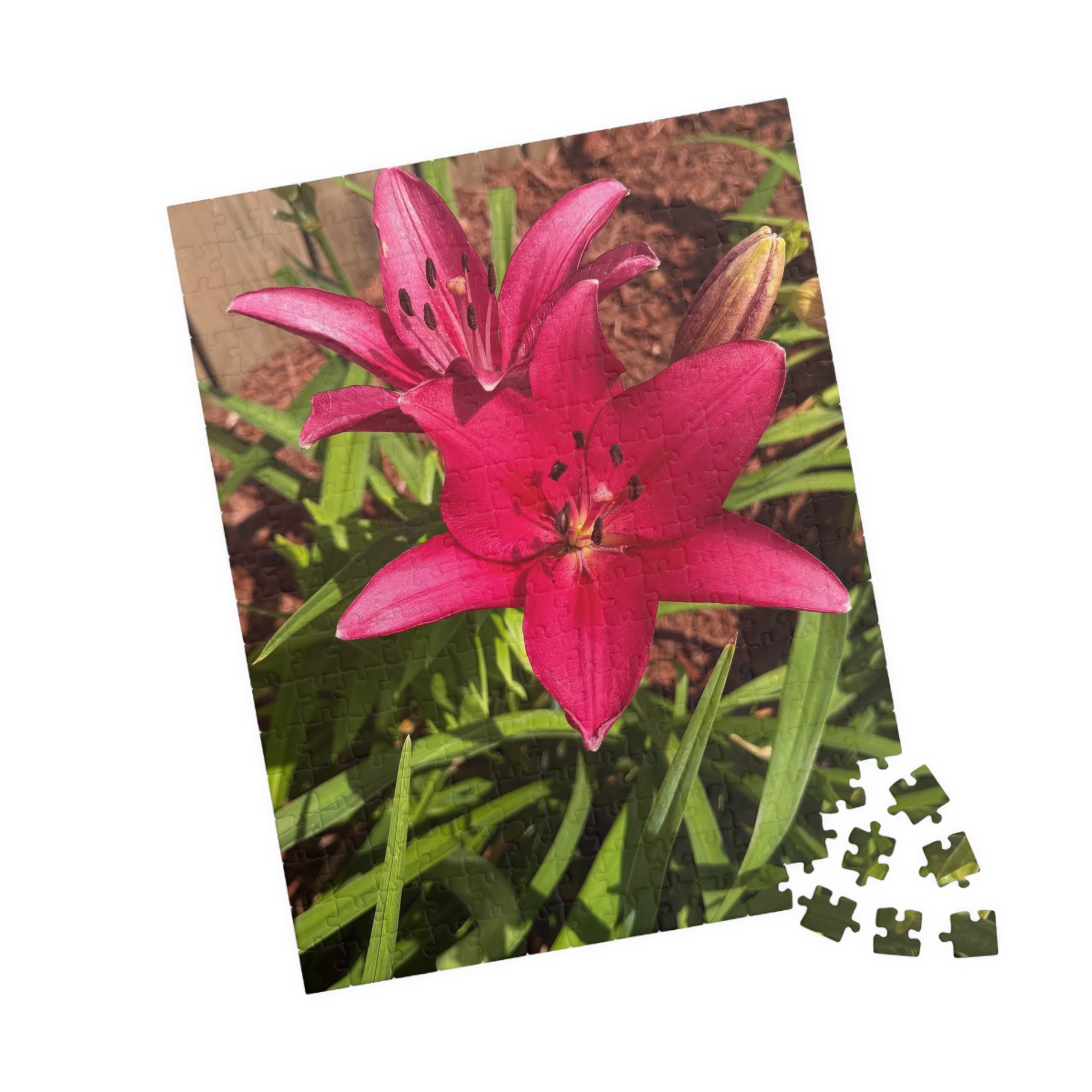 Pink Asiatic Lily Jigsaw Puzzle