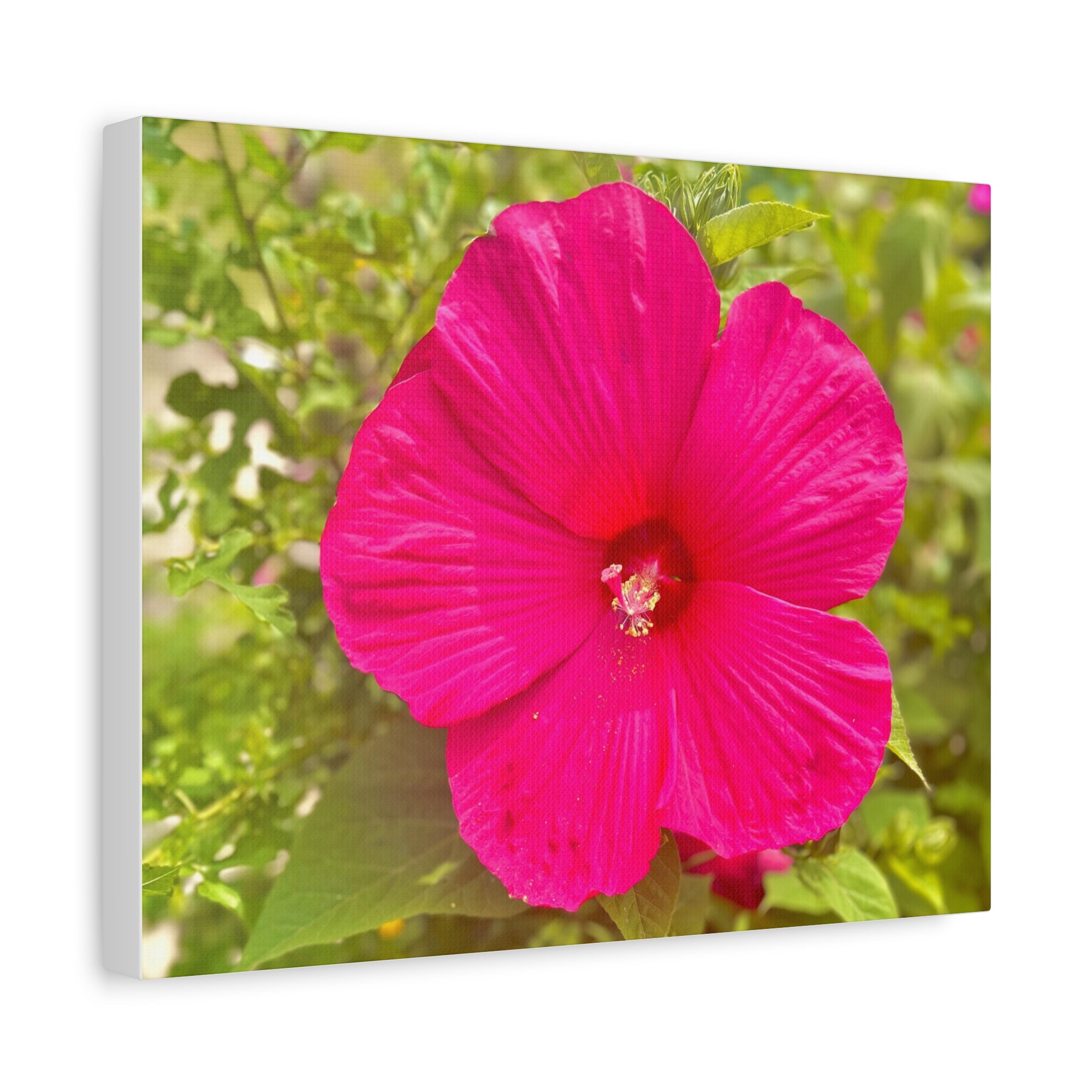Hot Pink Hibiscus Canvas Print