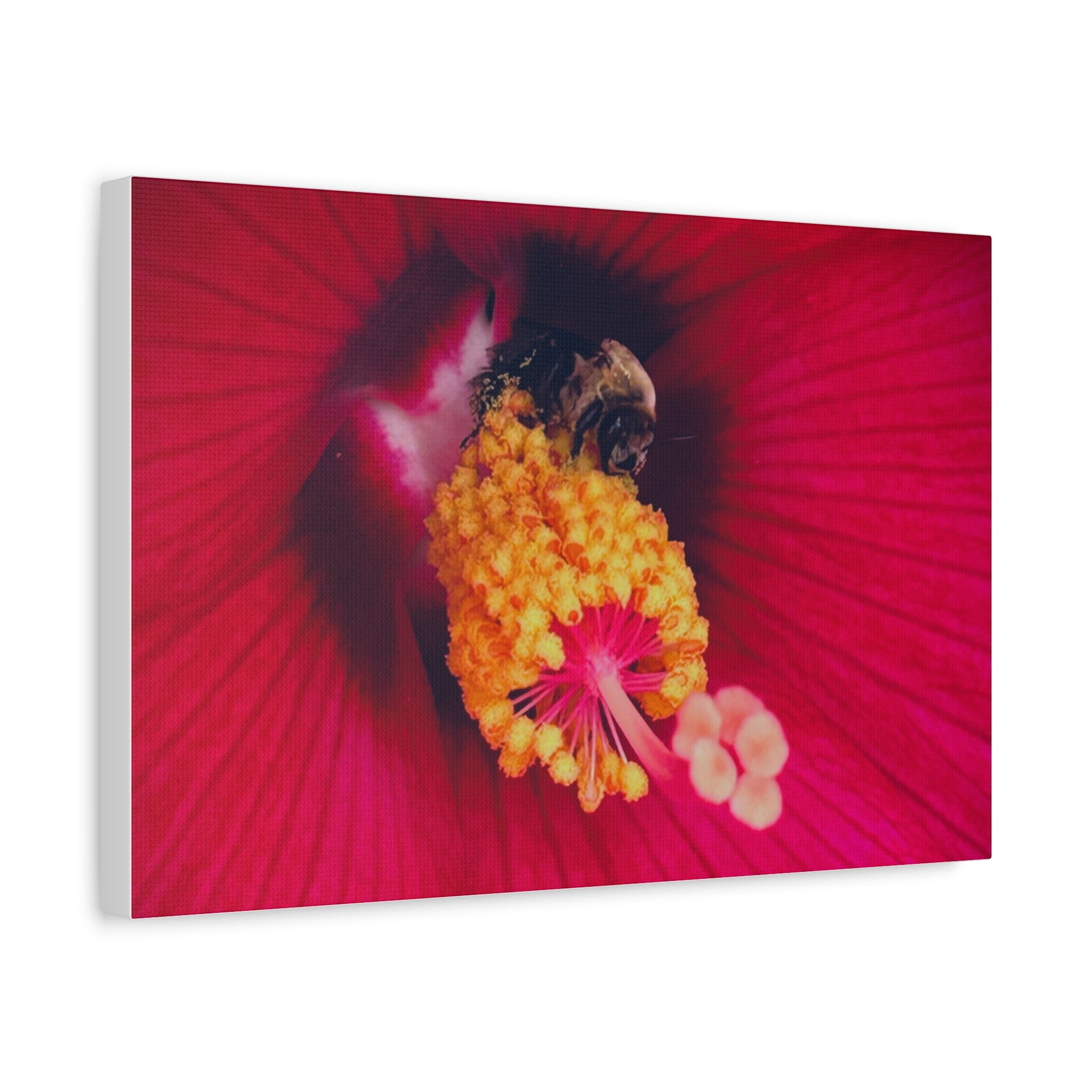 Sleeping Bee Canvas Print