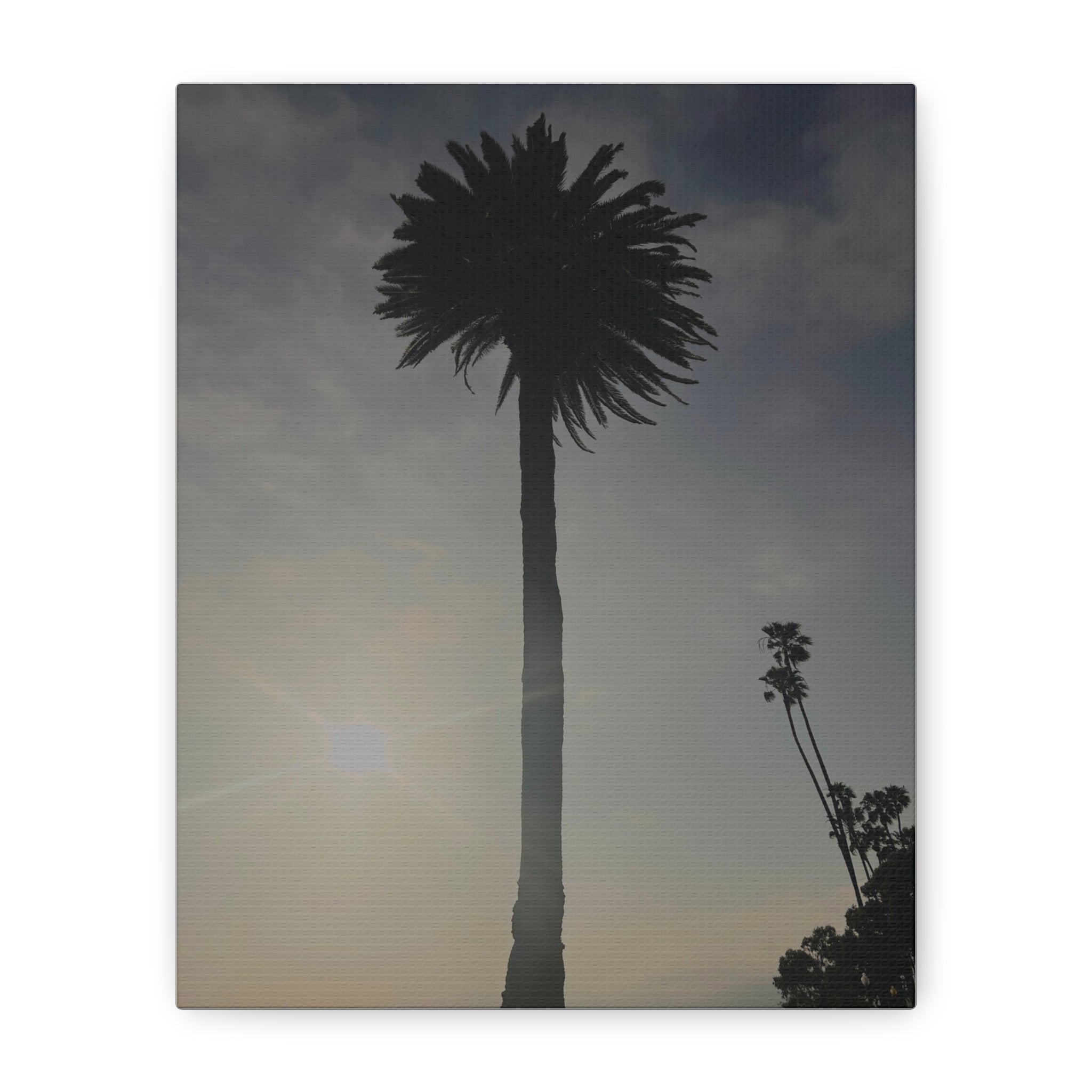 Palm Tree Canvas Print