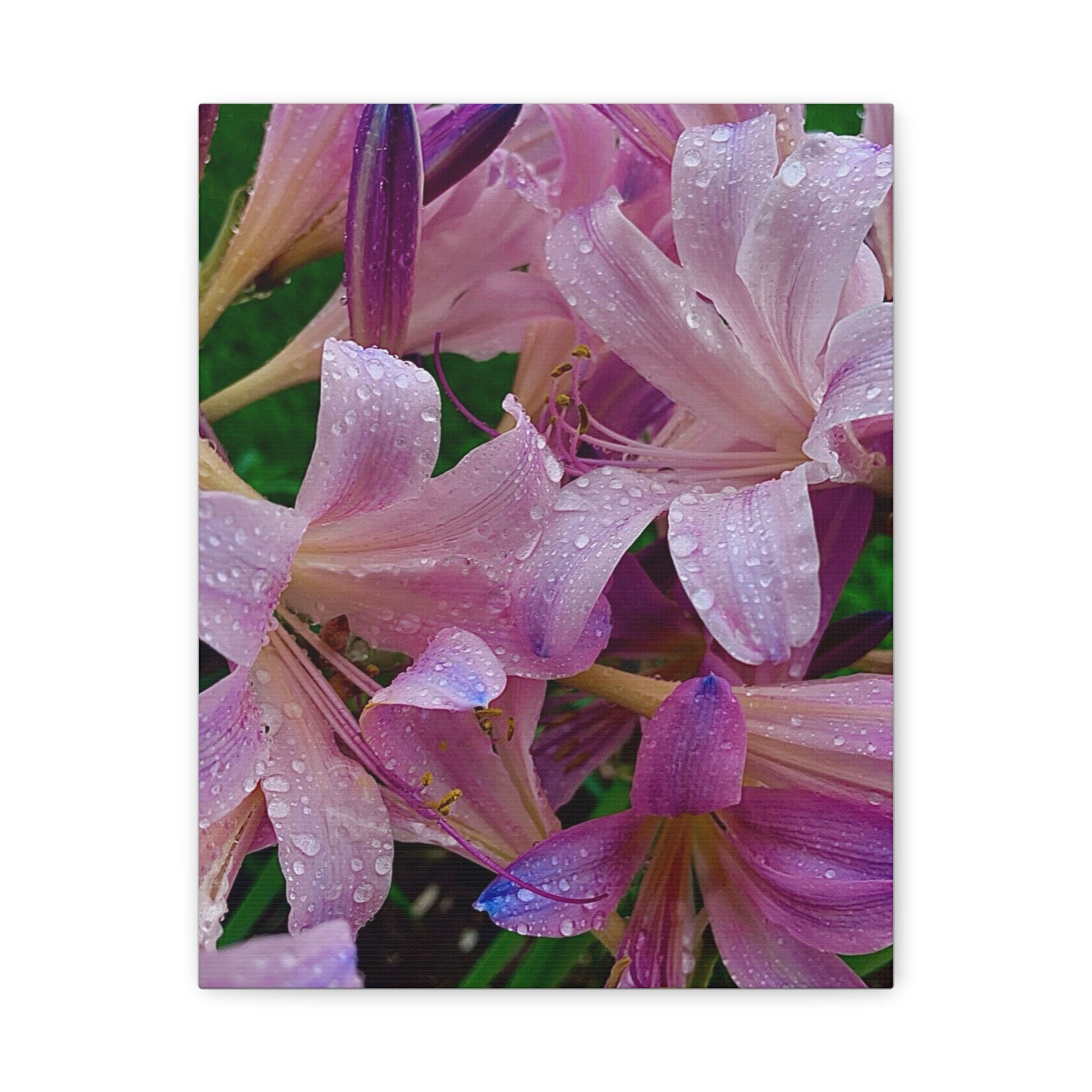 Rainy Pink Lilies Canvas Print