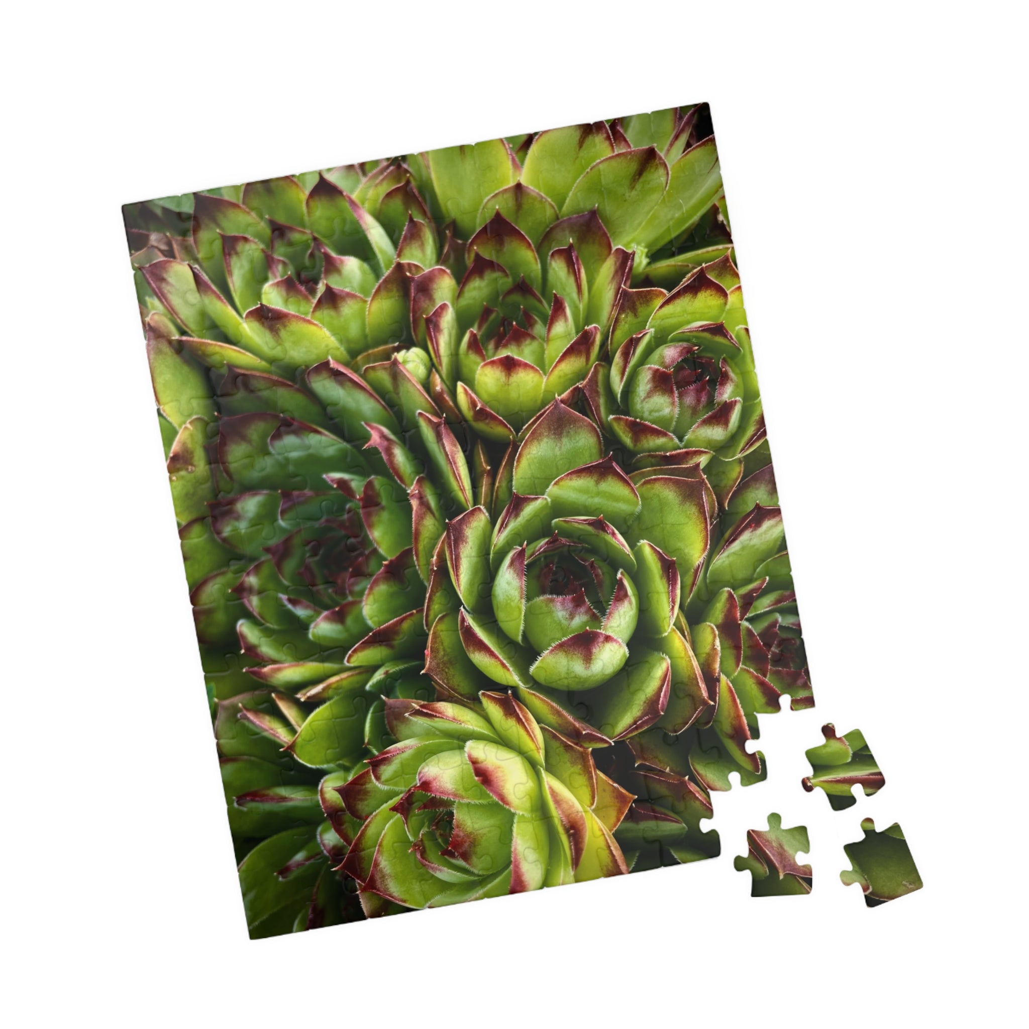 Succulent Garden Jigsaw Puzzle