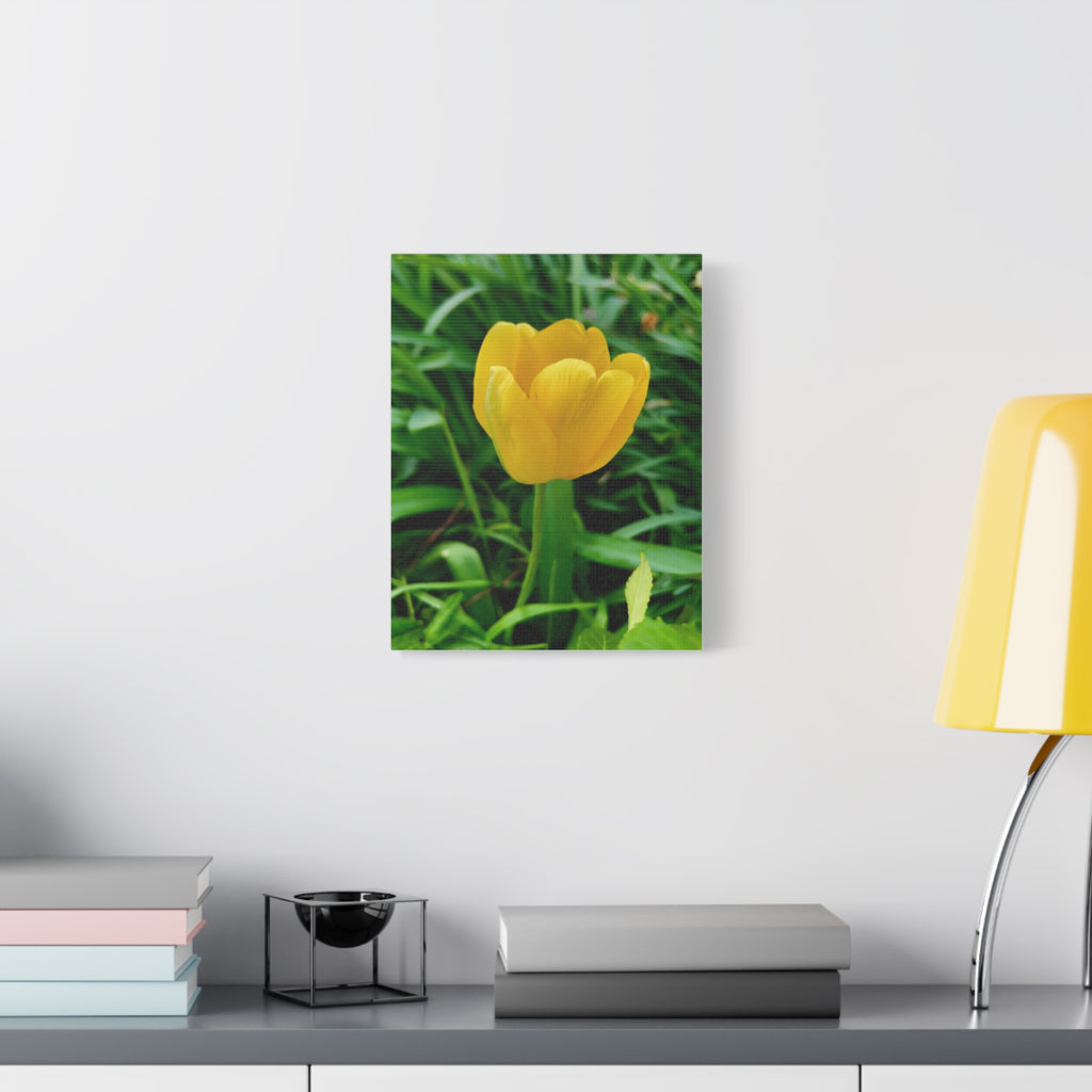Yellow Tulip Canvas Print