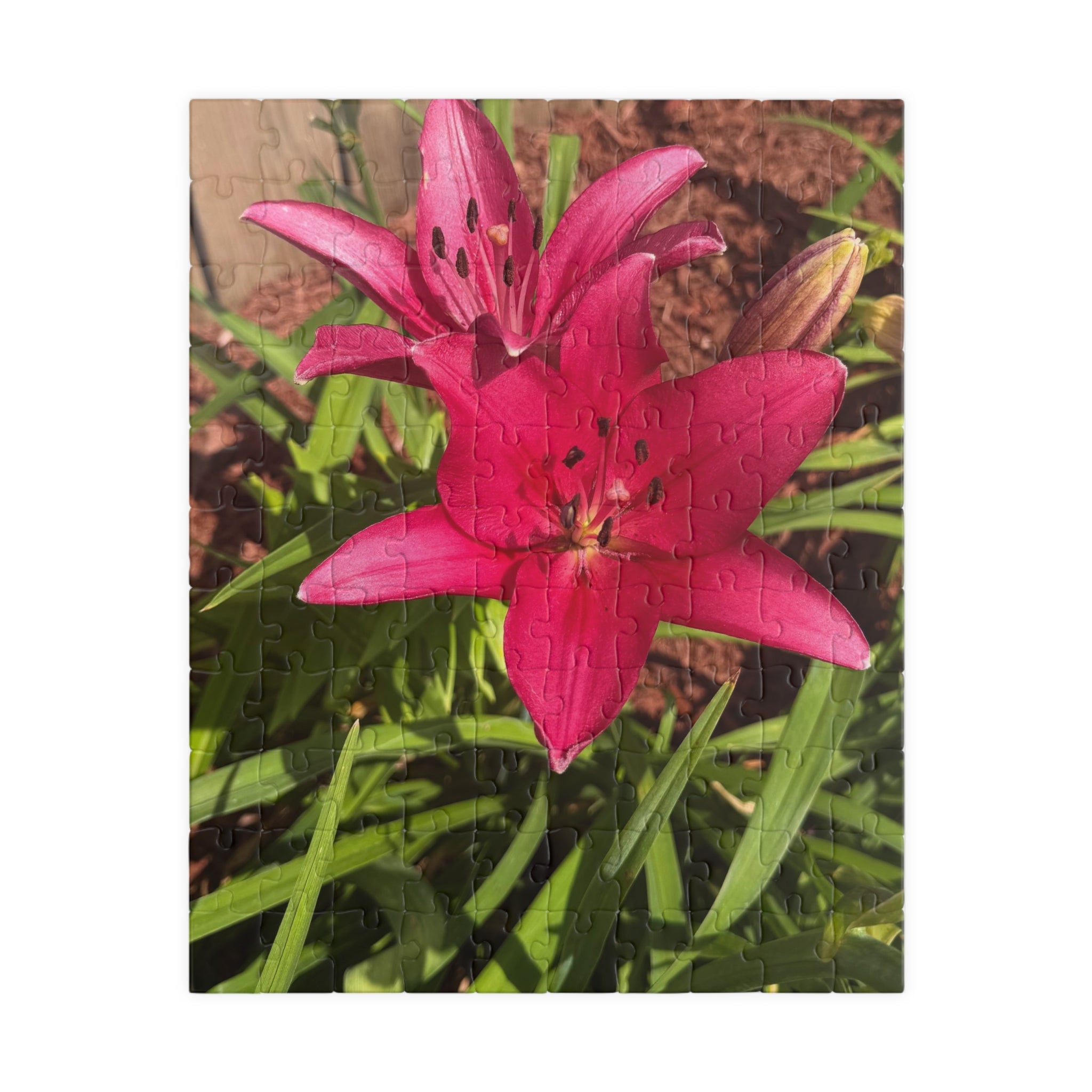 Pink Asiatic Lily Jigsaw Puzzle