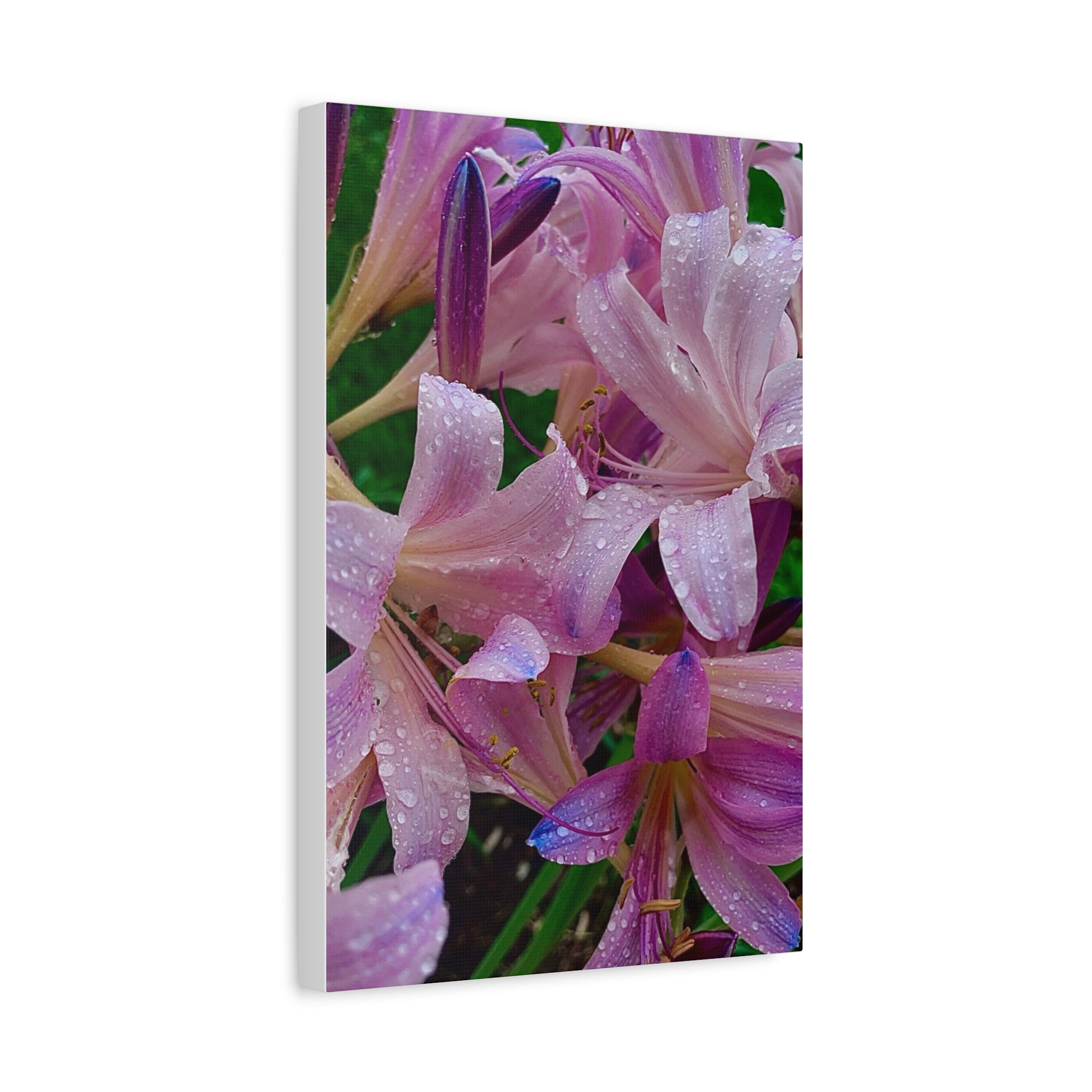Rainy Pink Lilies Canvas Print