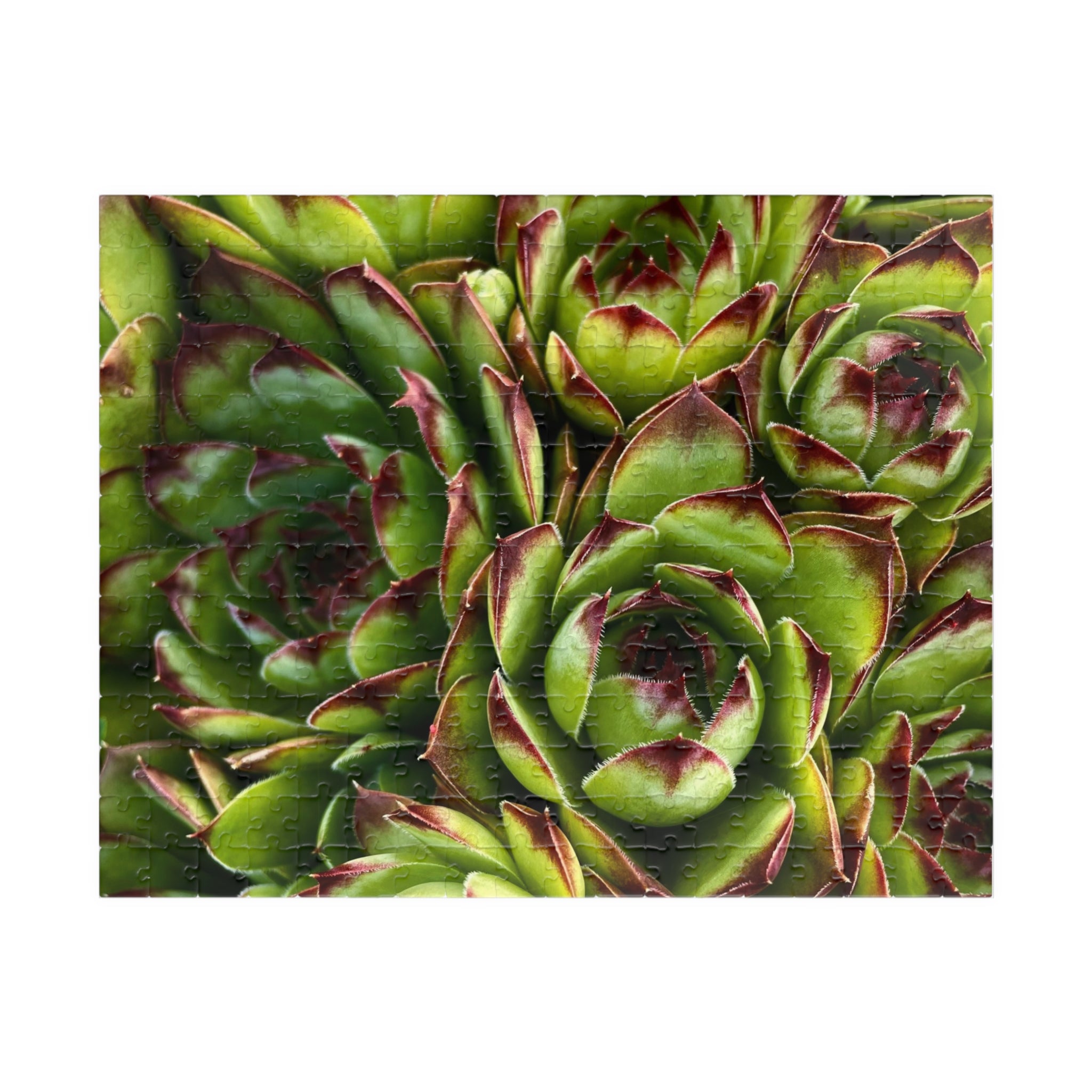 Succulent Garden Jigsaw Puzzle