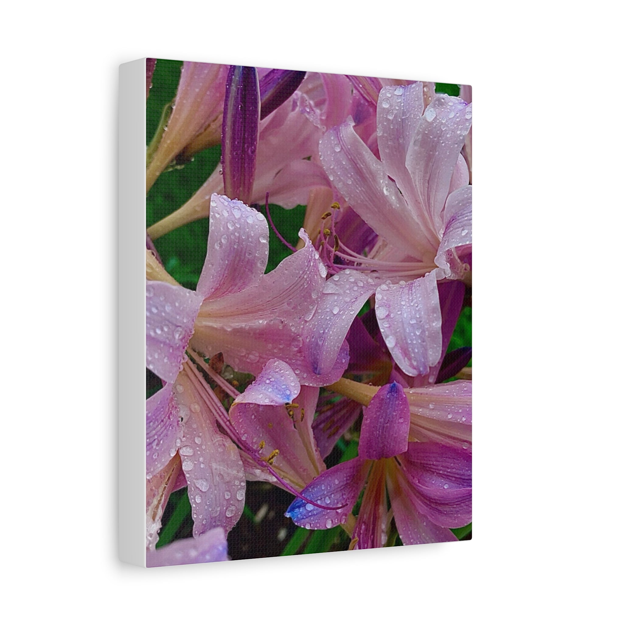 Rainy Pink Lilies Canvas Print