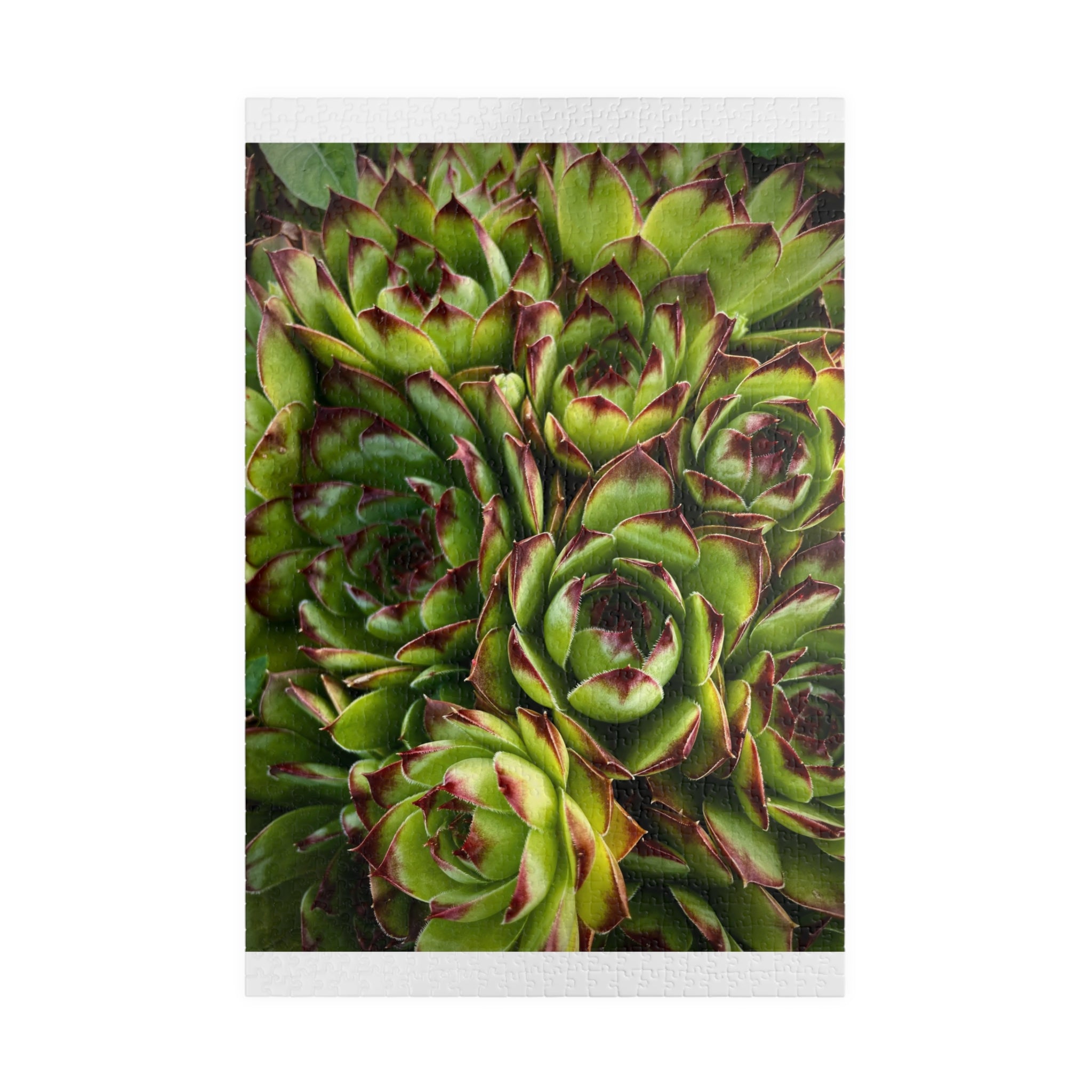 Succulent Garden Jigsaw Puzzle
