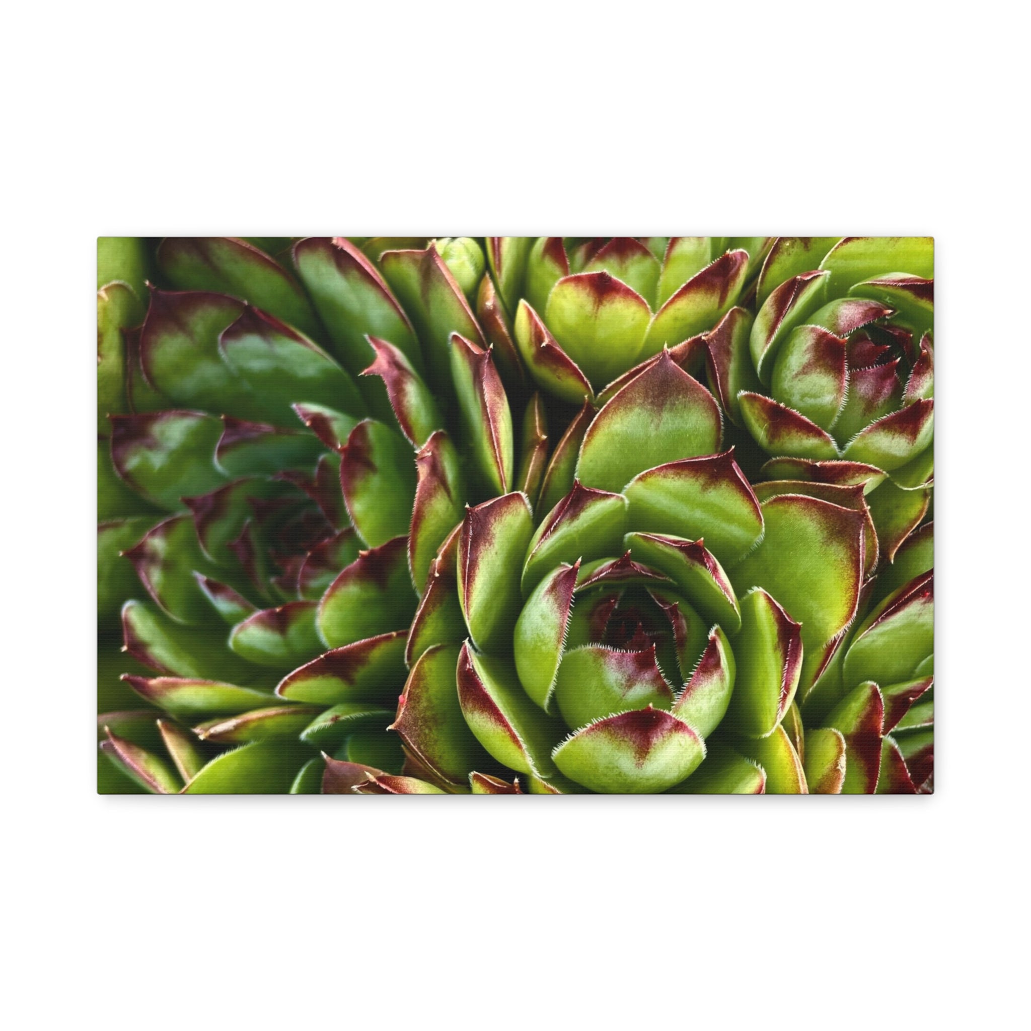 Succulent Garden Canvas Print
