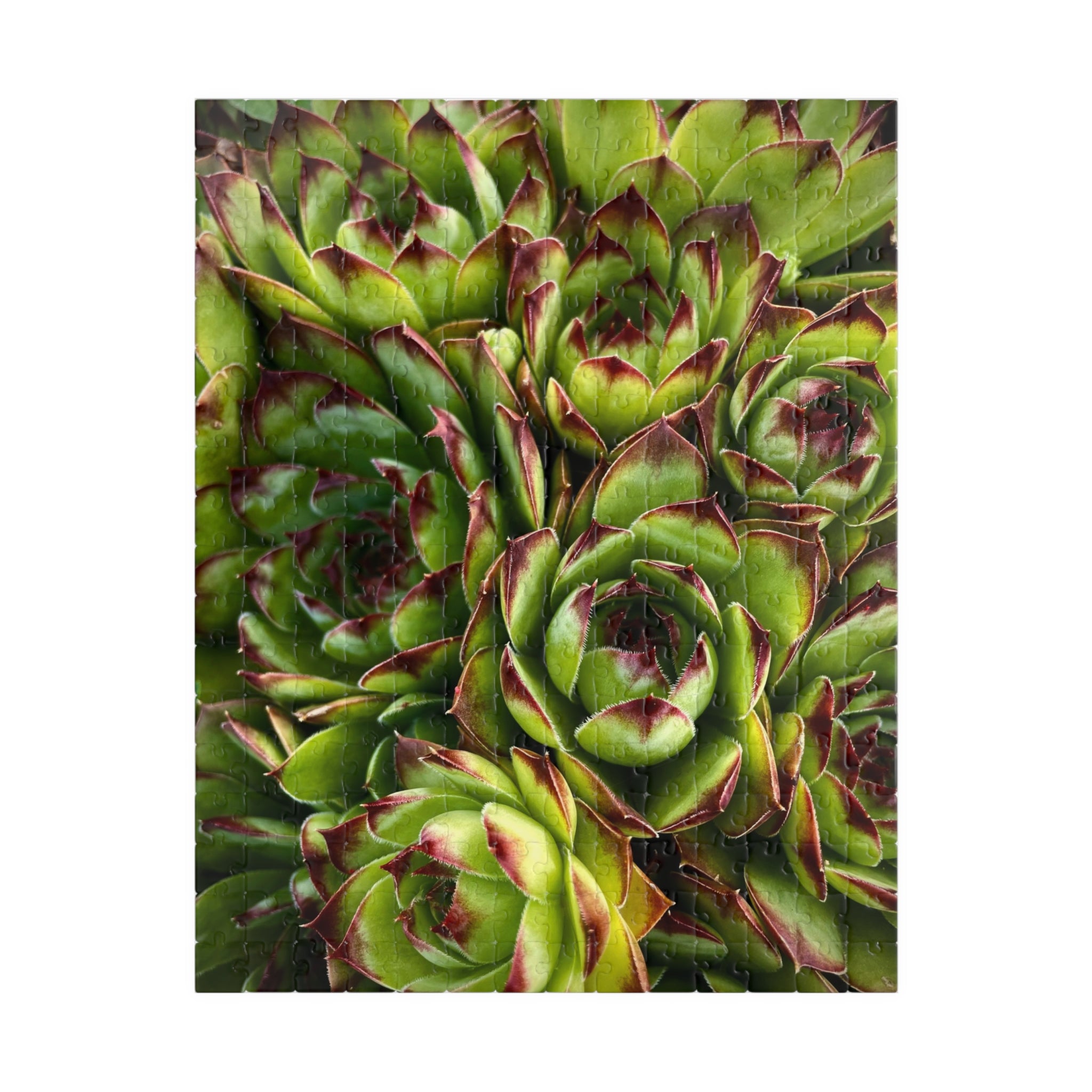 Succulent Garden Jigsaw Puzzle