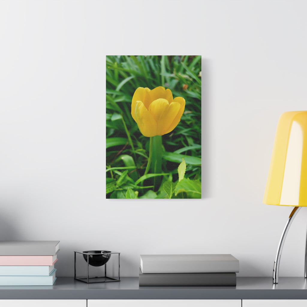 Yellow Tulip Canvas Print