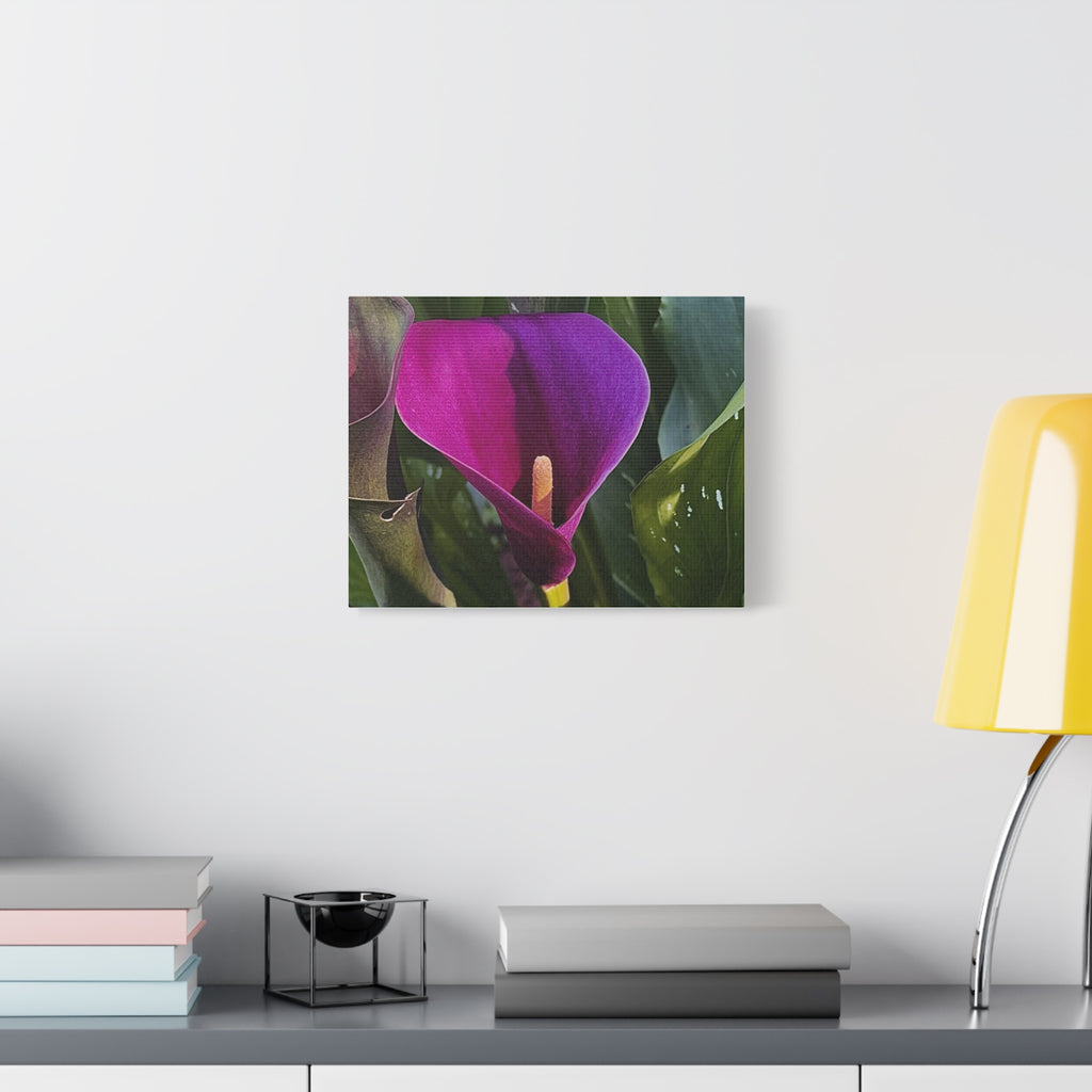Purple Calla Lily Canvas Print