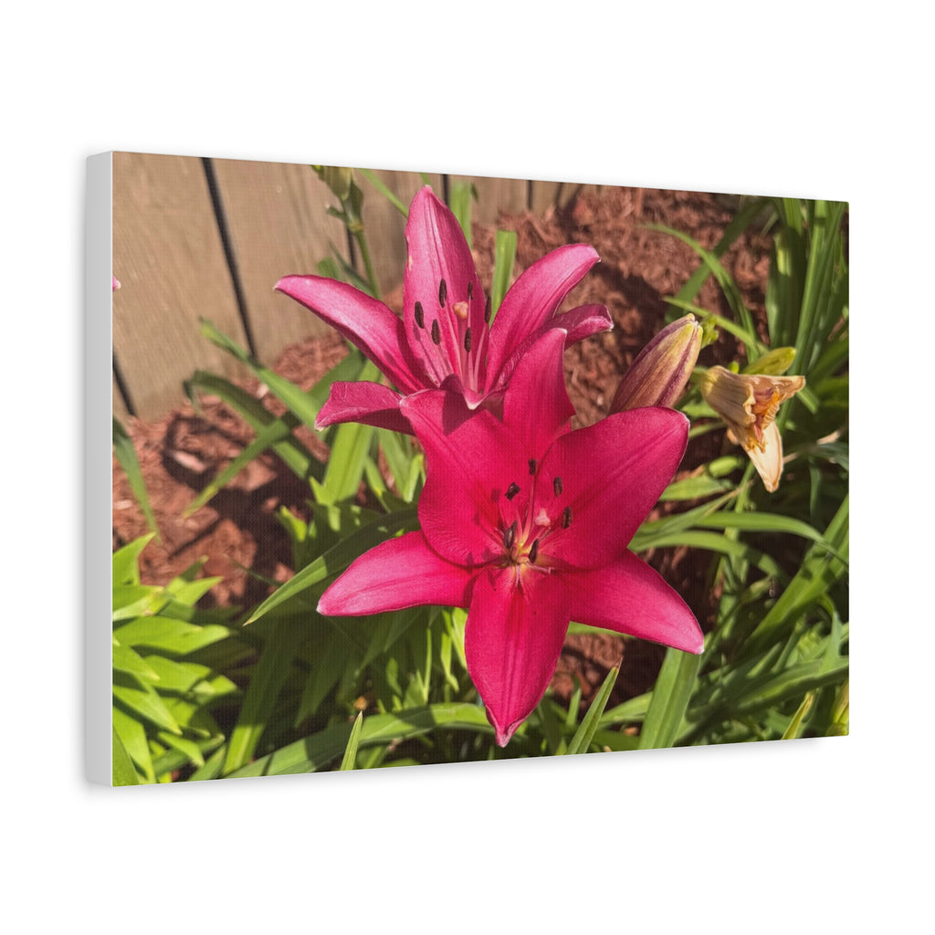 Pink Asiatic Lily Canvas Print