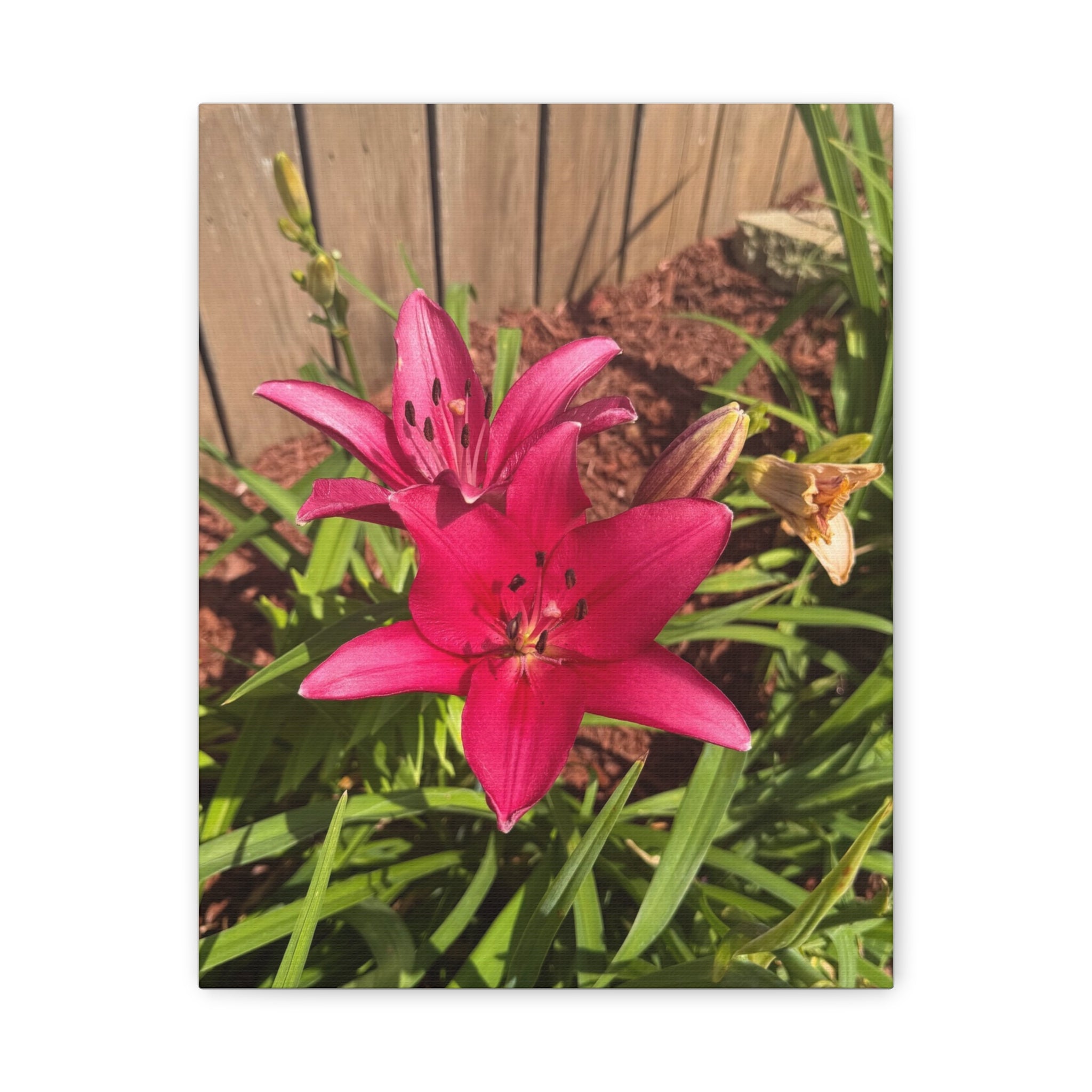 Pink Asiatic Lily Canvas Print
