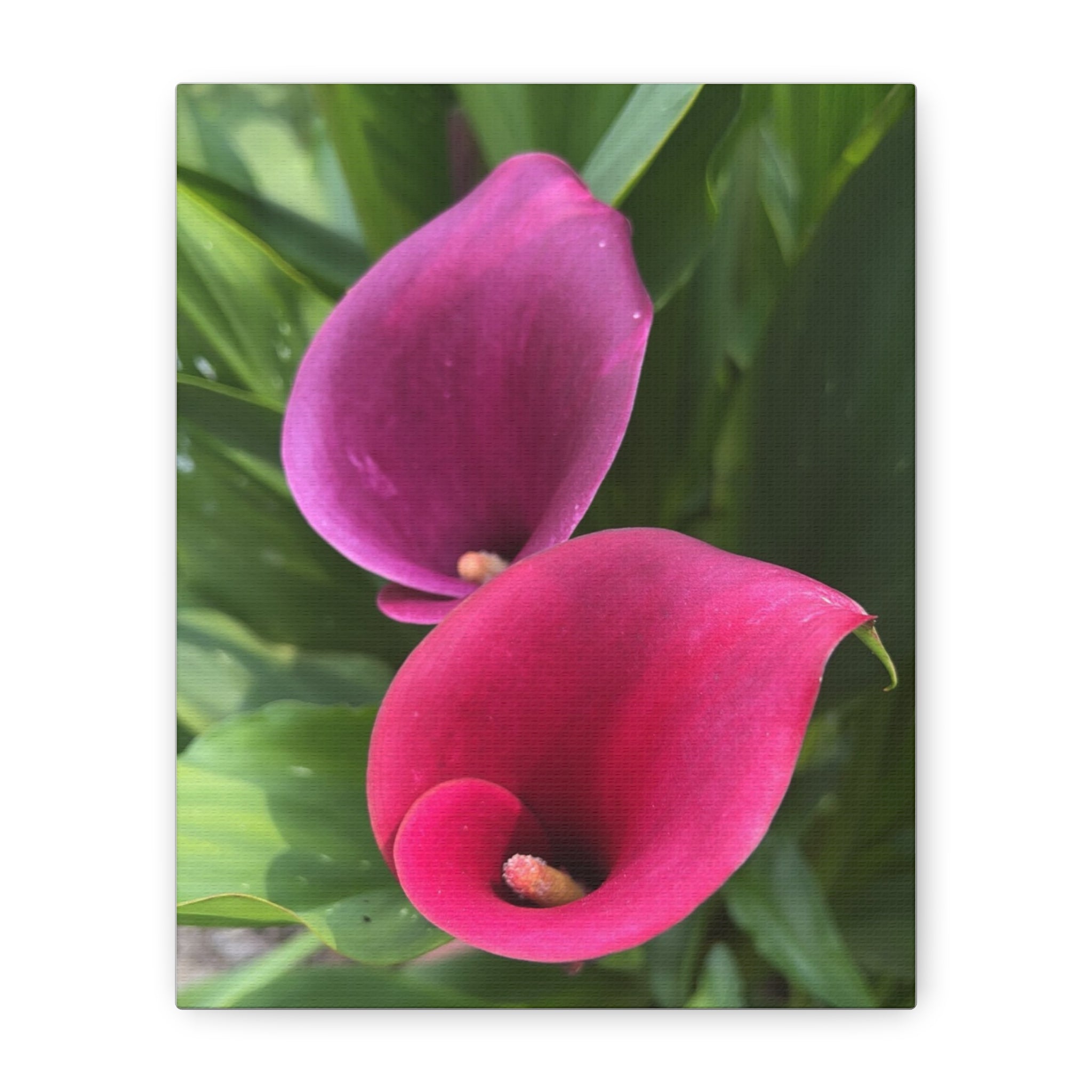 Two Pink Calla Lilies Canvas Print