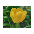 Yellow Tulip Jigsaw Puzzle