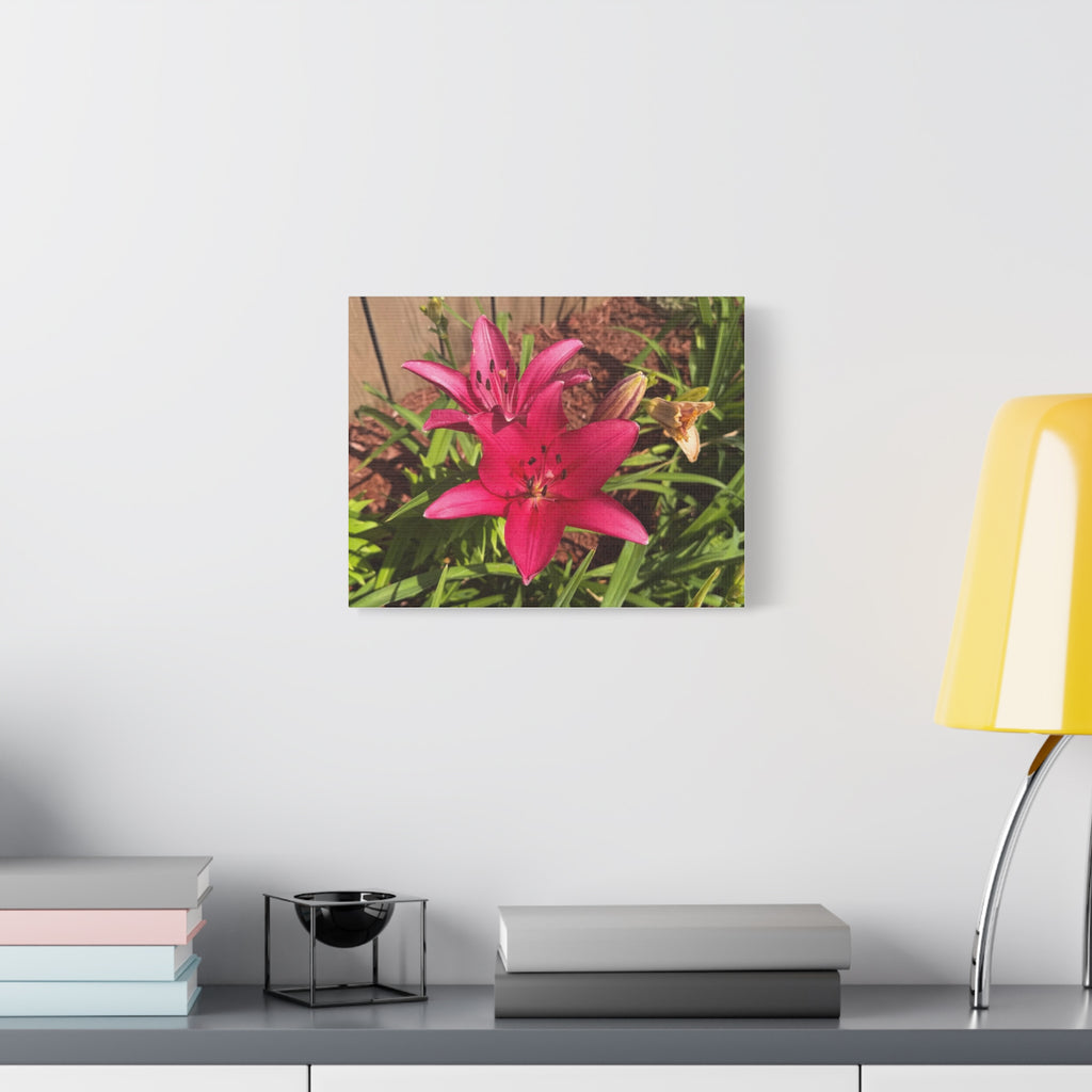 Pink Asiatic Lily Canvas Print