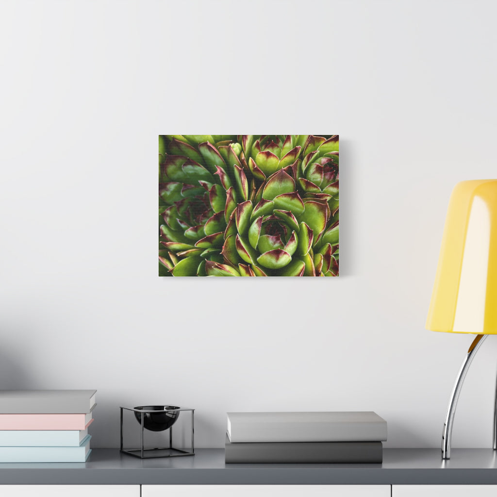 Succulent Garden Canvas Print