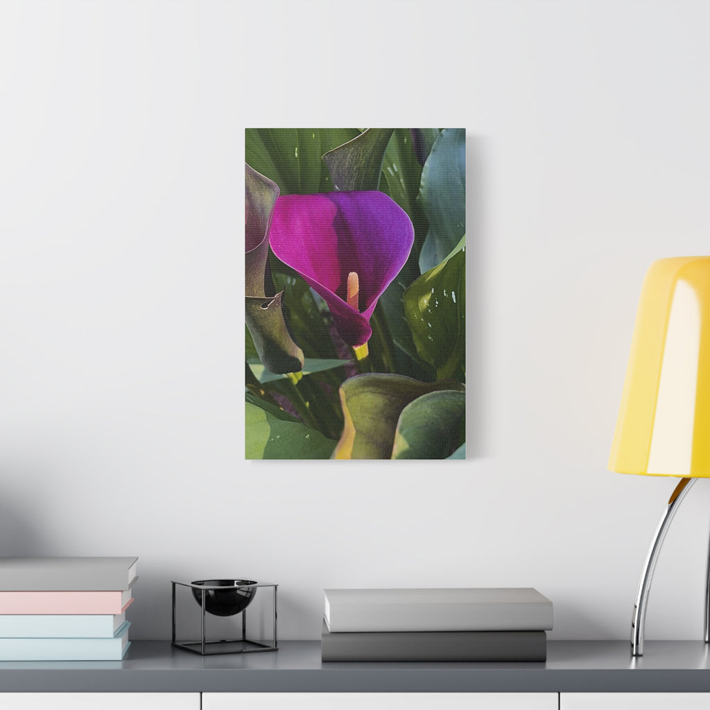 Purple Calla Lily Canvas Print