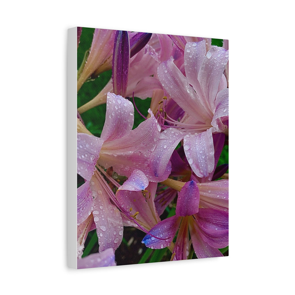 Rainy Pink Lilies Canvas Print