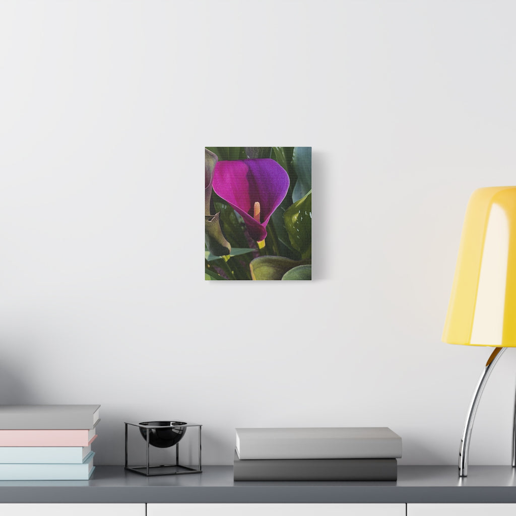 Purple Calla Lily Canvas Print