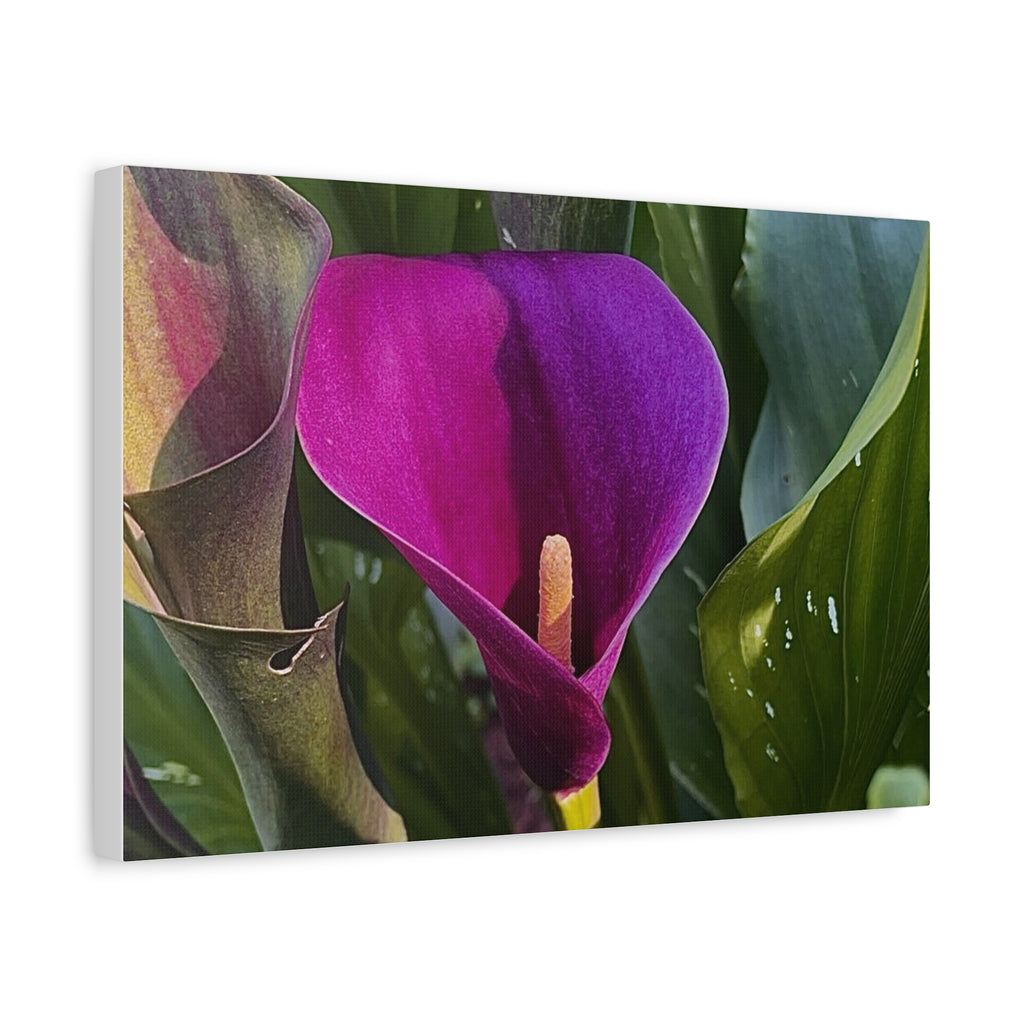 Purple Calla Lily Canvas Print