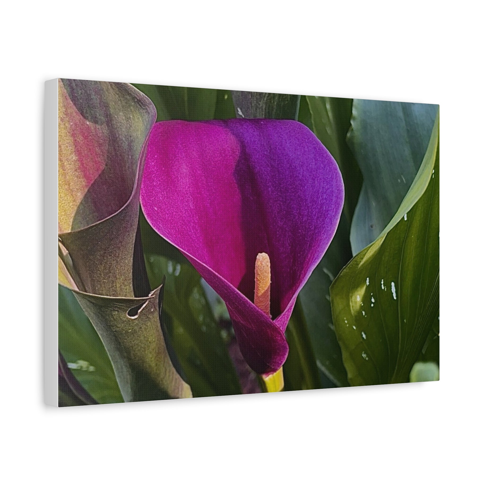 Purple Calla Lily Canvas Print