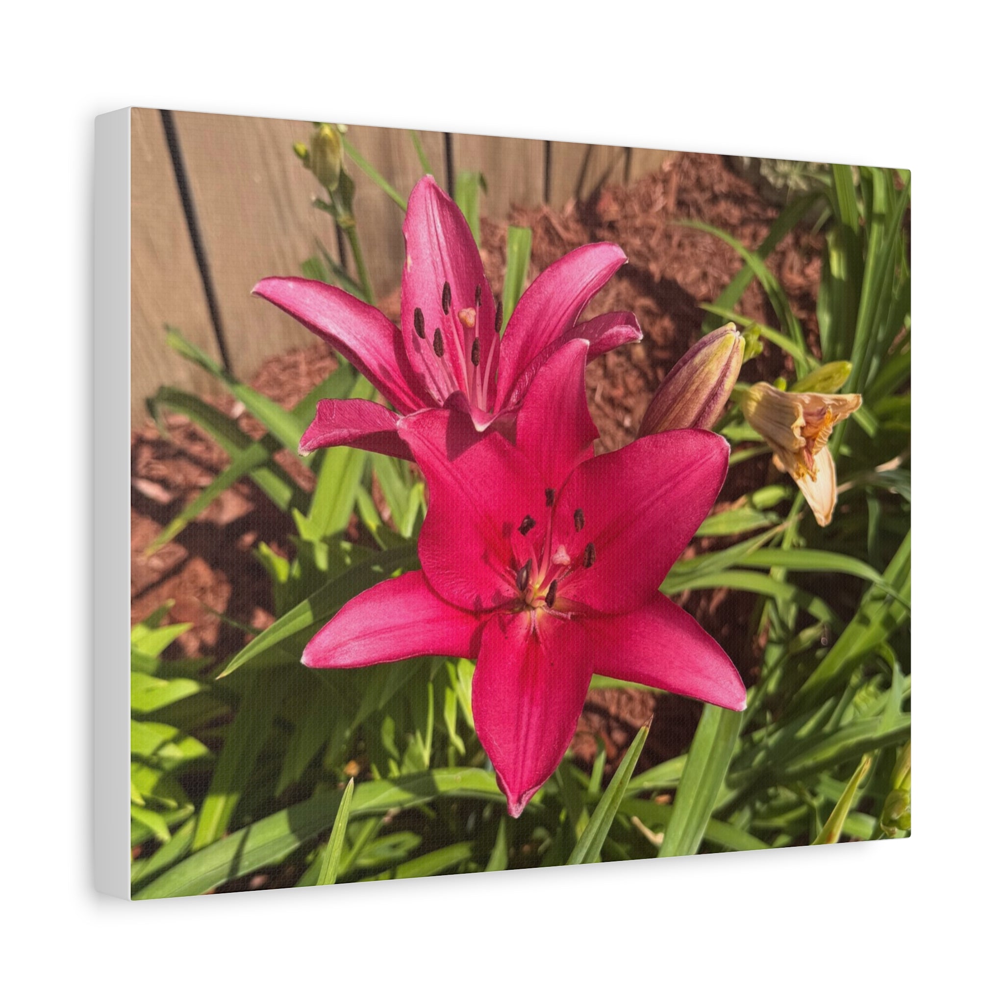 Pink Asiatic Lily Canvas Print