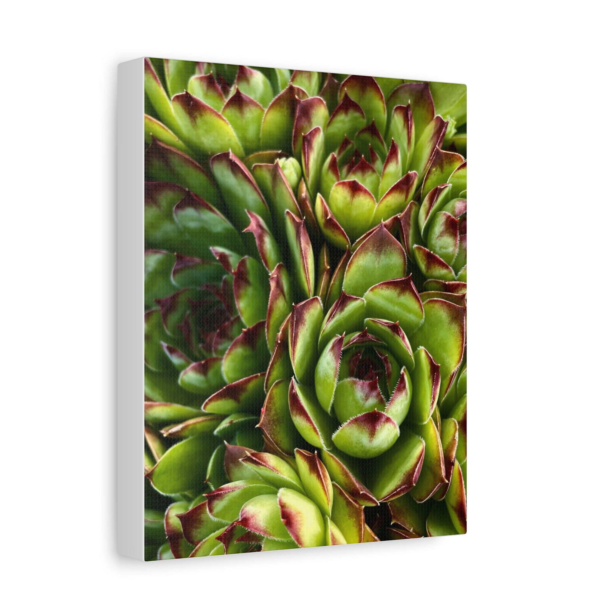Succulent Garden Canvas Print