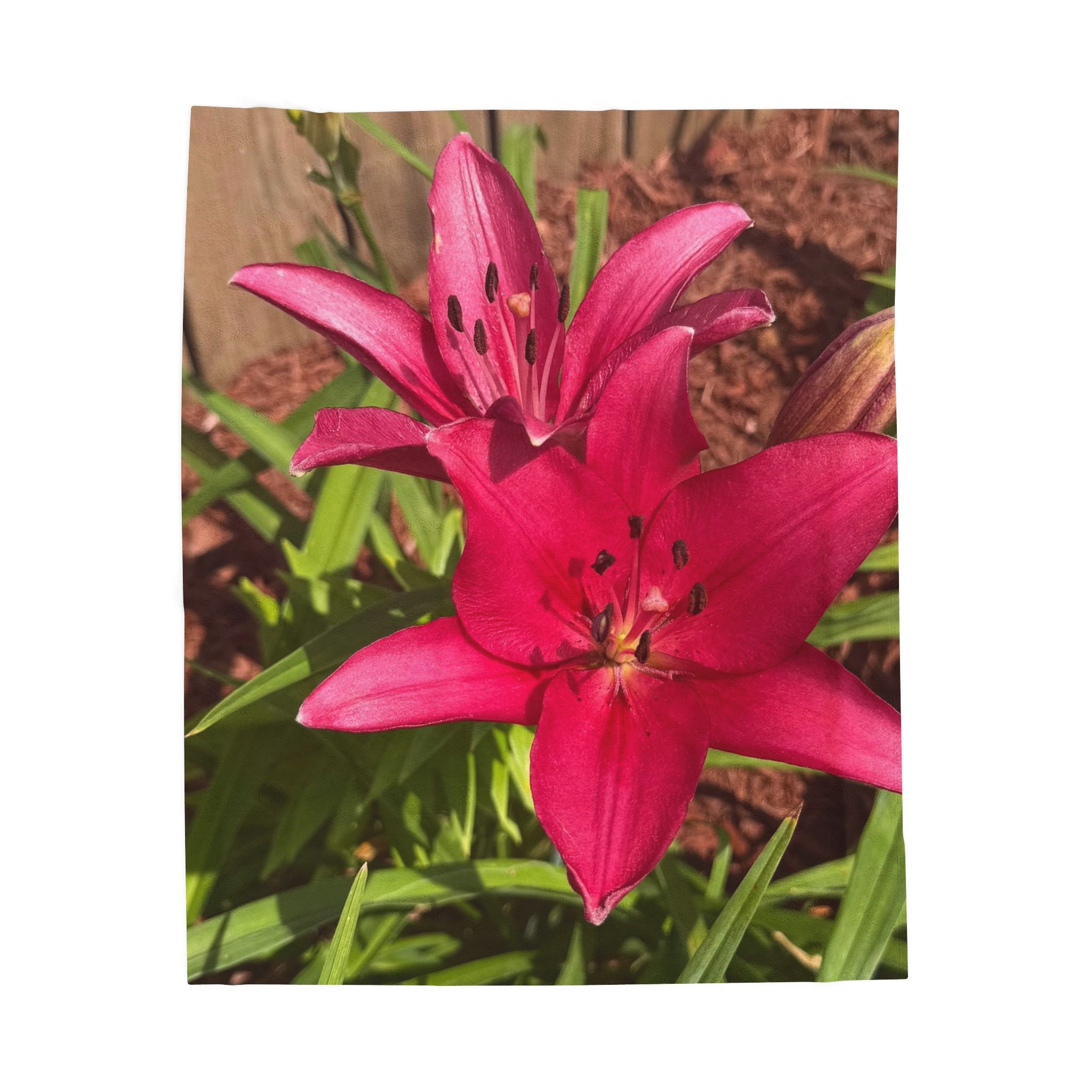 Pink Asiatic Lily Throw Blanket