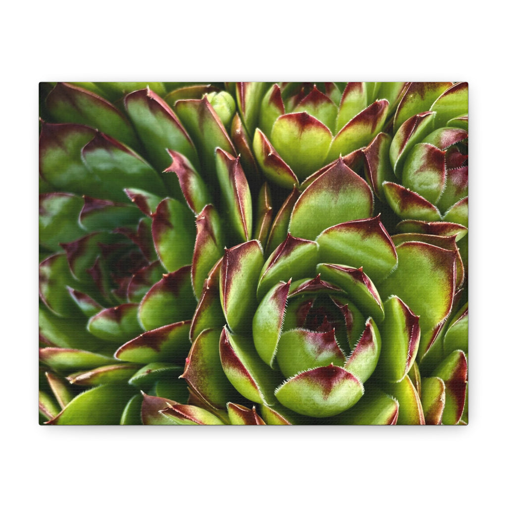 Succulent Garden Canvas Print